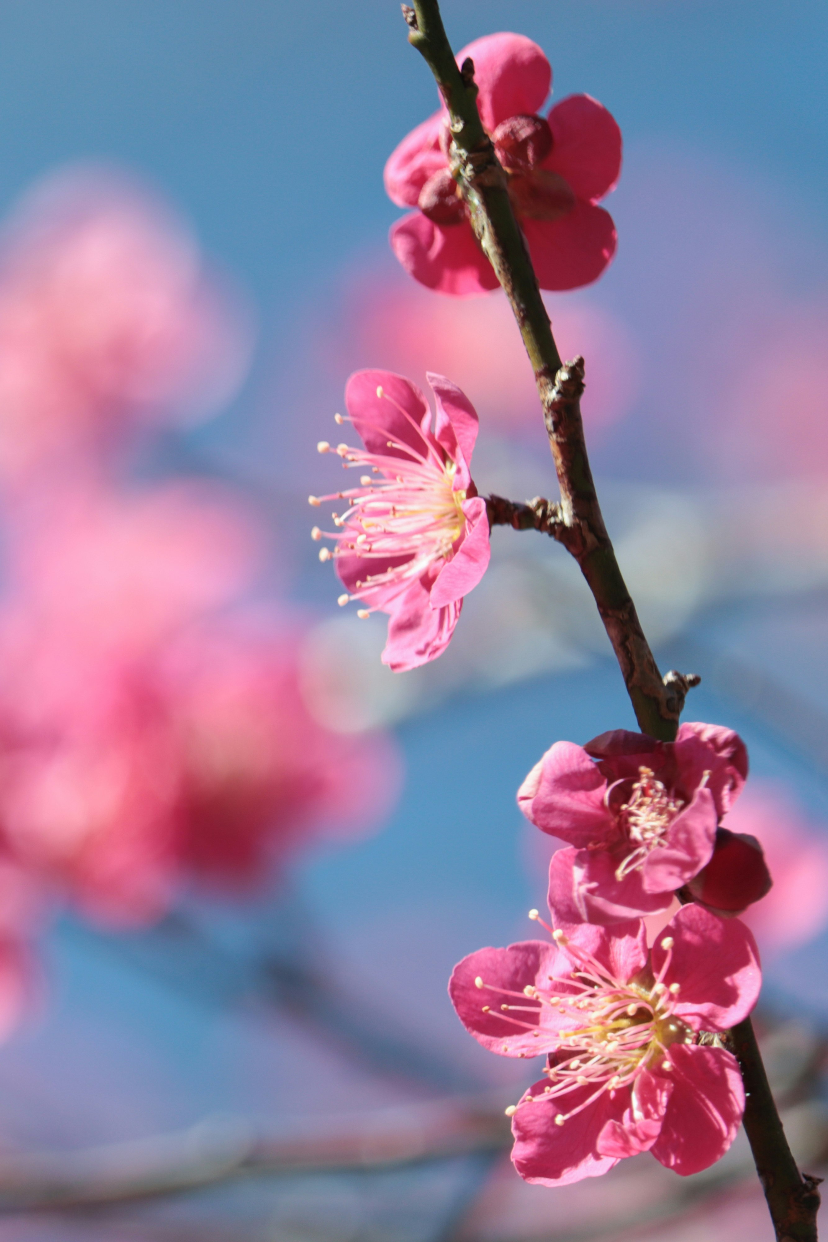 蓝天背景下的粉色梅花特写