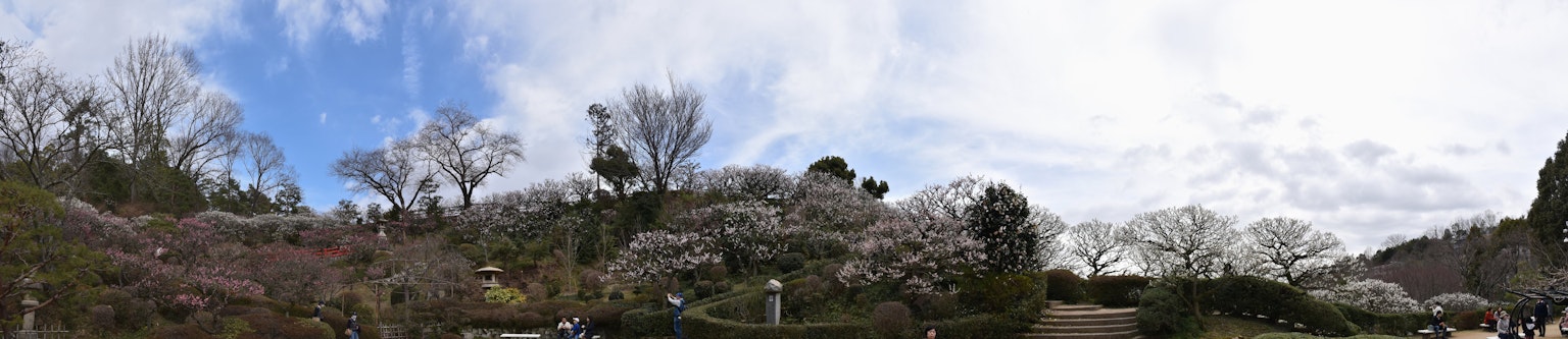Pemandangan panorama bunga sakura dan langit biru