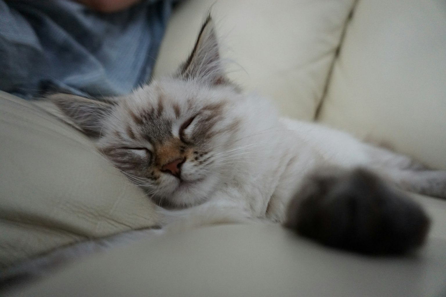 Gatto bianco che dorme su un divano