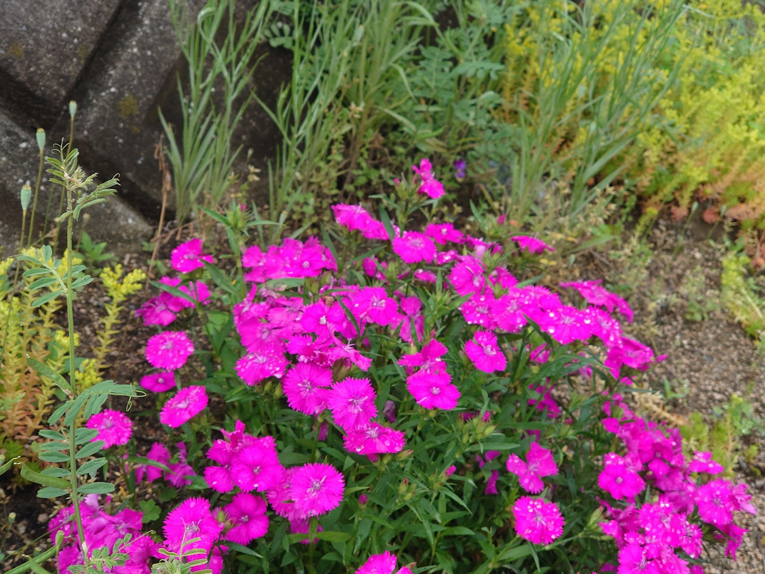 Primo piano di fiori rosa vivaci in un giardino