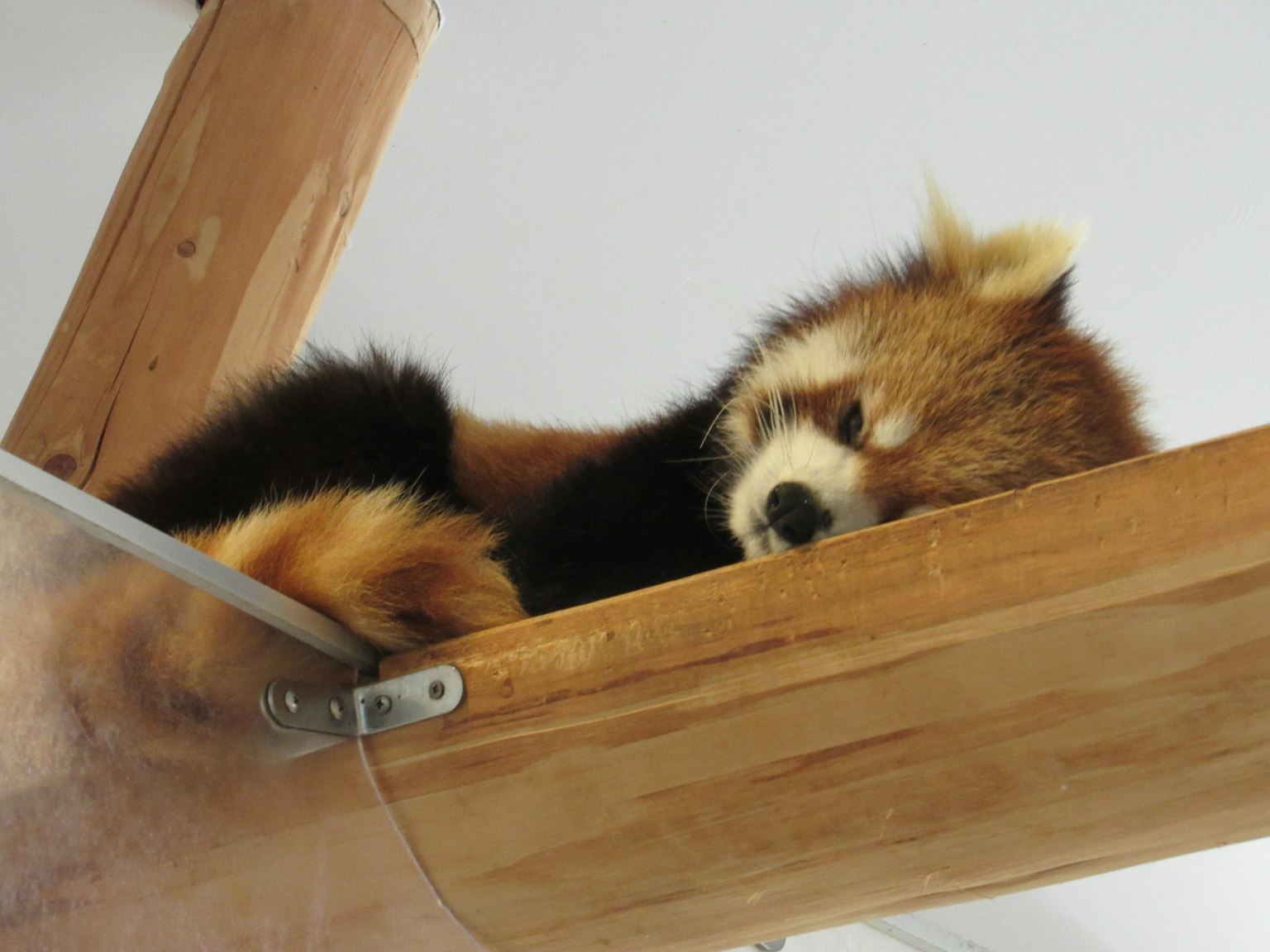 Panda merah tidur di balok kayu