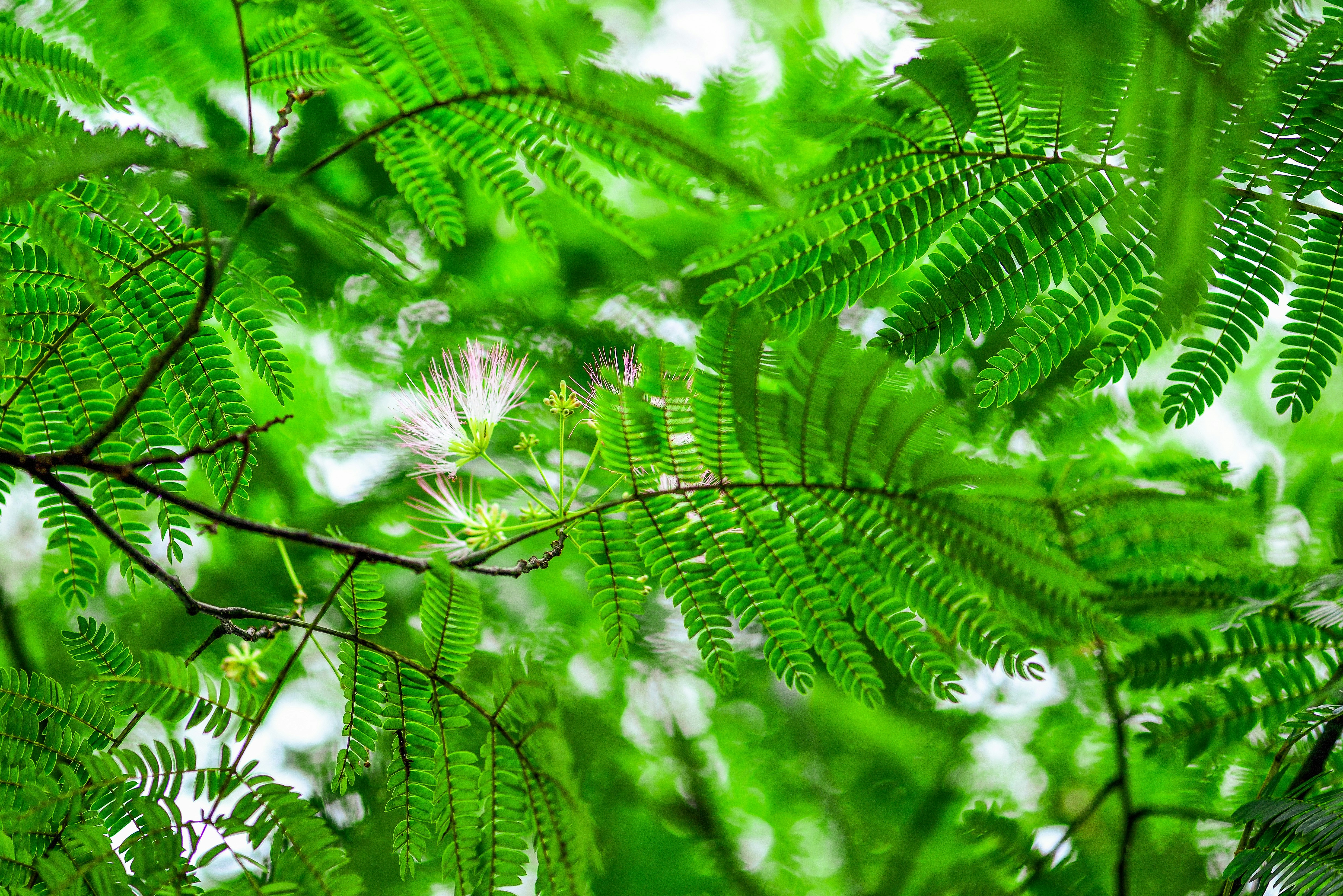 ネムノキの葉が茂る木の枝と青空の抜け