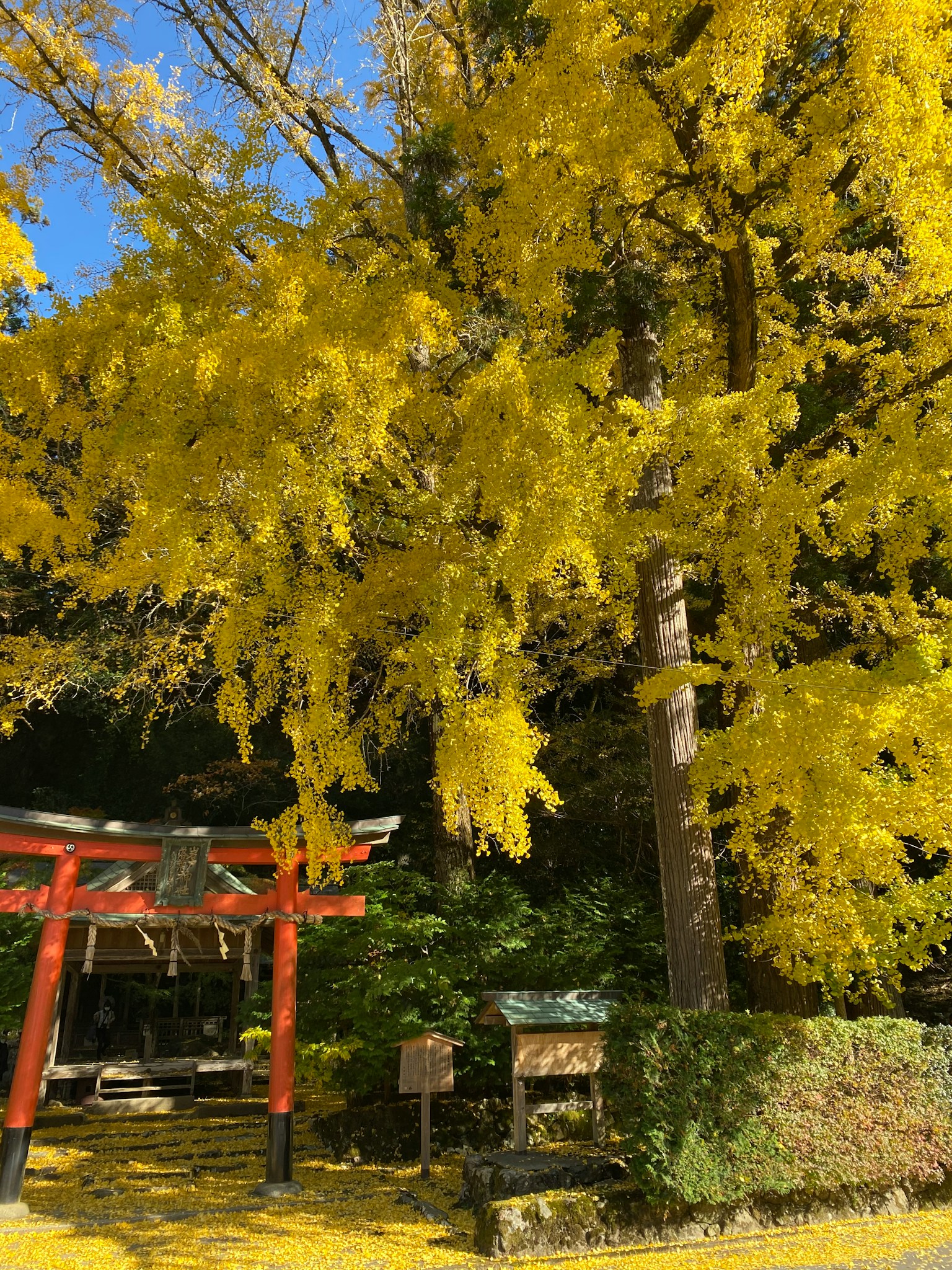Vue pittoresque d'un arbre de ginkgo jaune vif et d'un portail torii rouge