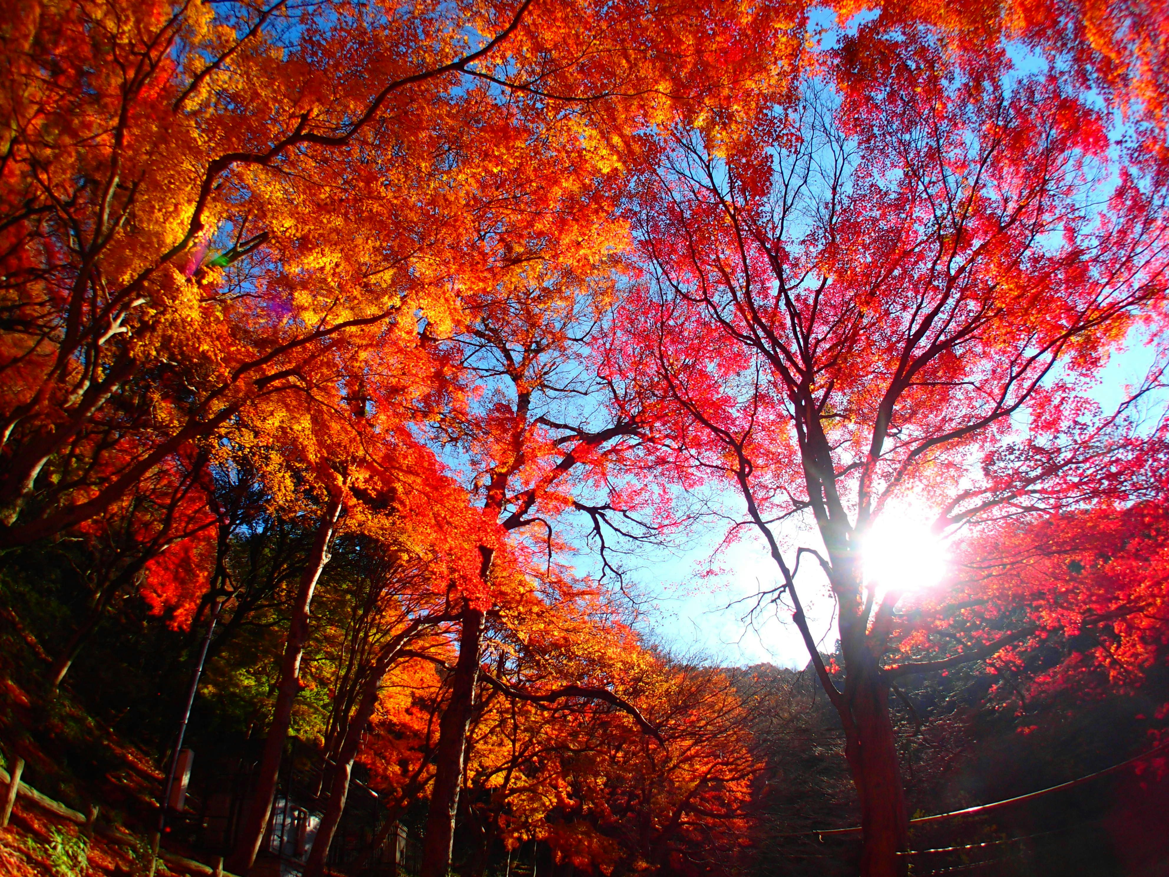 夕日に照らされた紅葉の並木と木々のシルエット