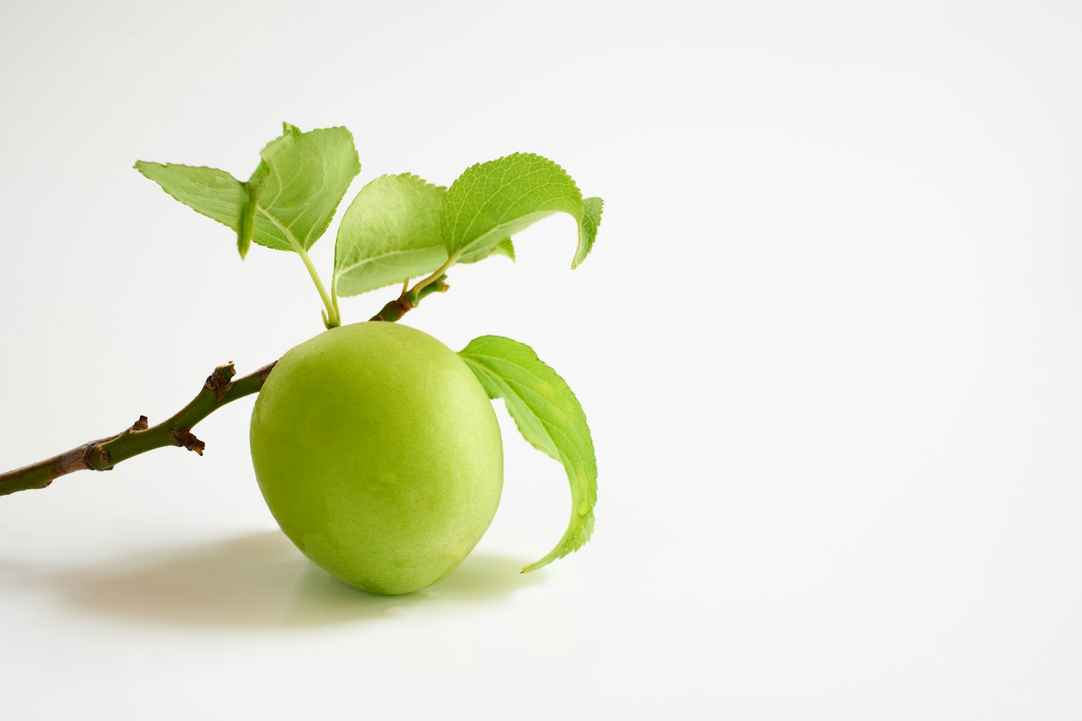 Nature morte d'un fruit vert sur une branche avec des feuilles