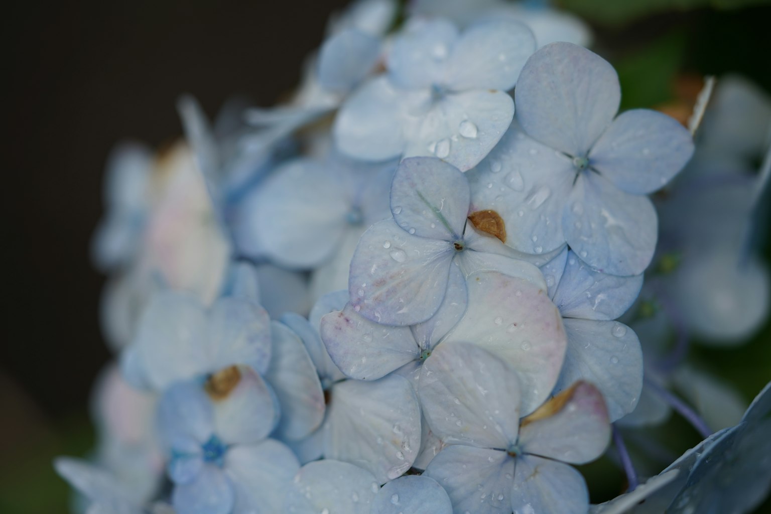 Primo piano di fiori di ortensia blu chiaro con gocce d'acqua