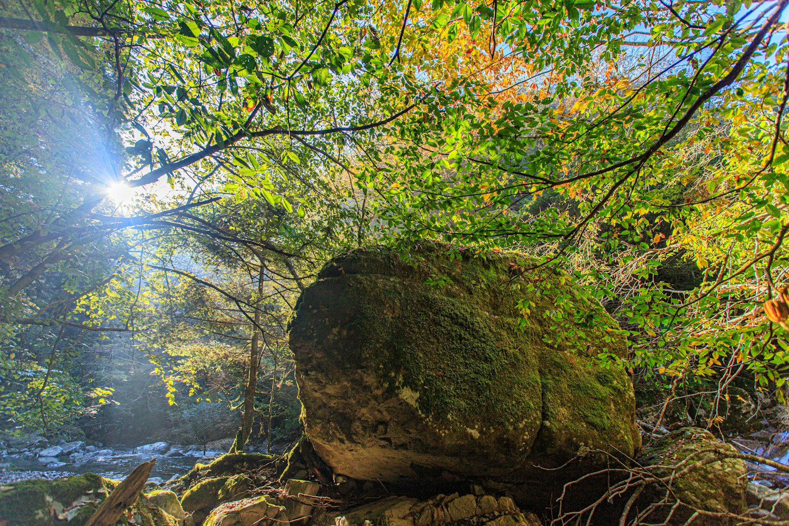 Großer, moosbedeckter Stein in einem üppigen Wald mit Sonnenlicht, das durch die Bäume filtriert
