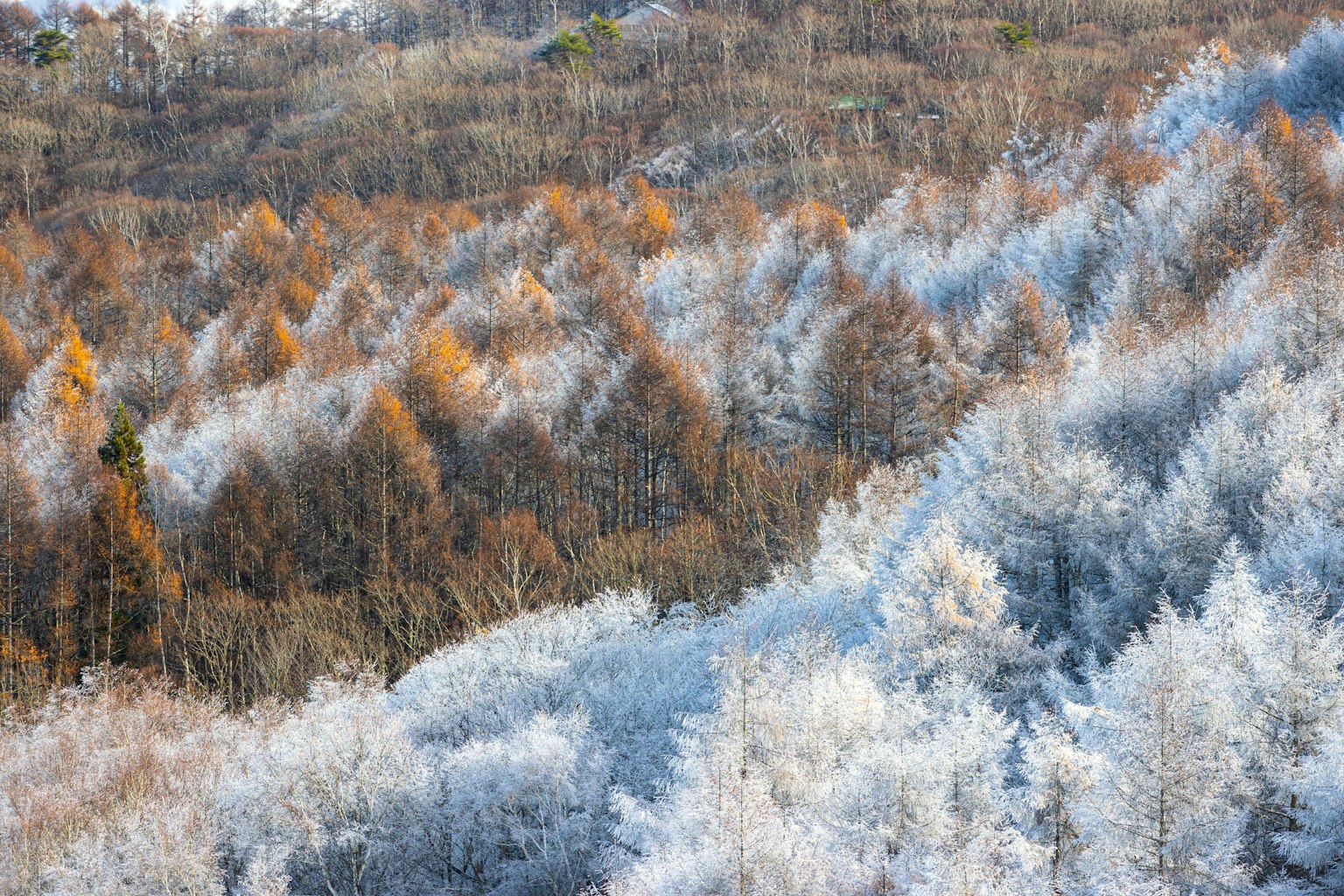Frost-covered trees with a mix of autumn foliage