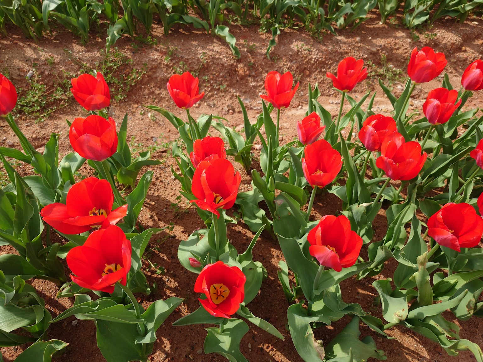 Un champ vibrant de tulipes rouges en fleurs sous le soleil
