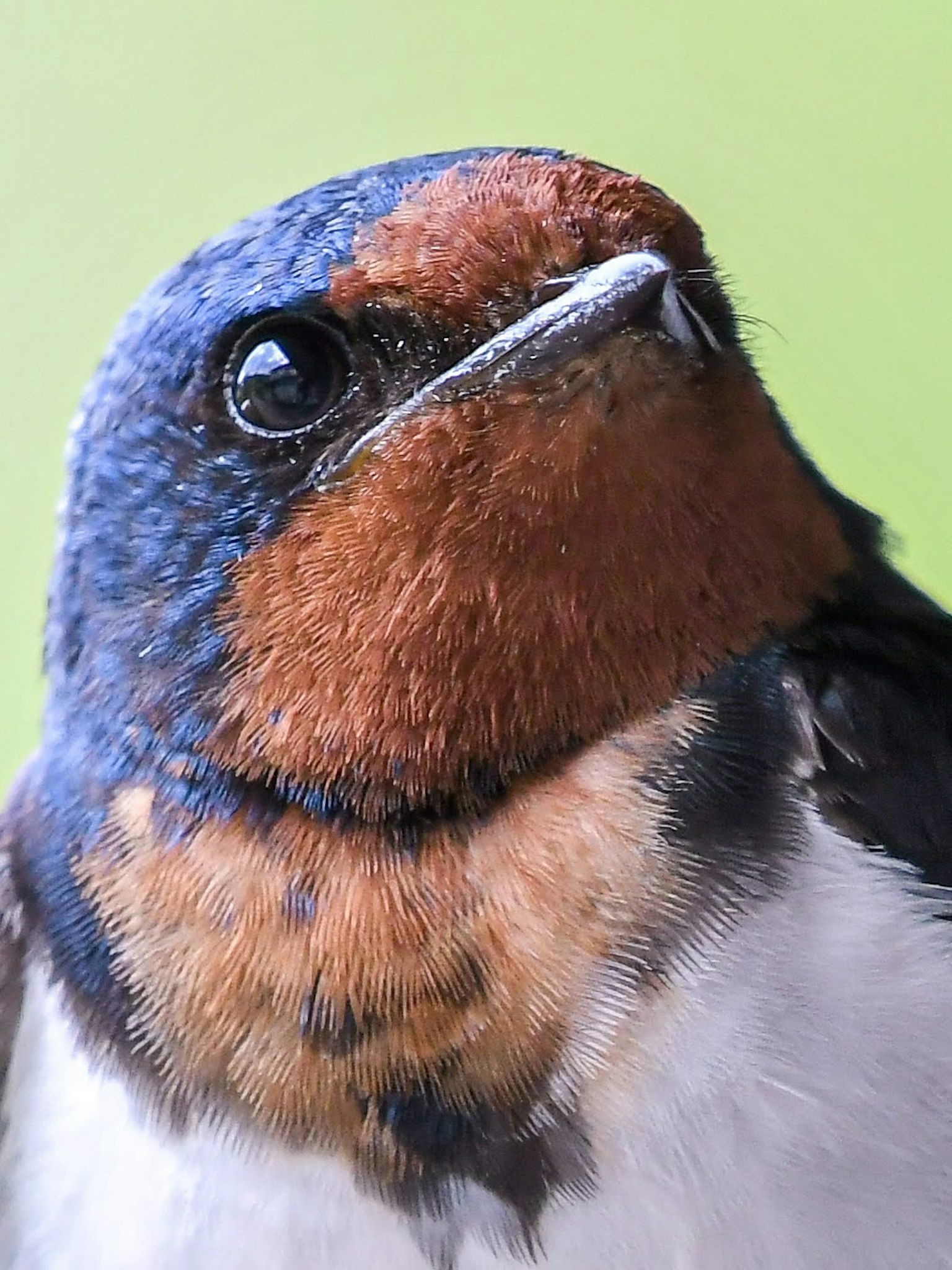 Close-up of a bird with a blue head and orange throat