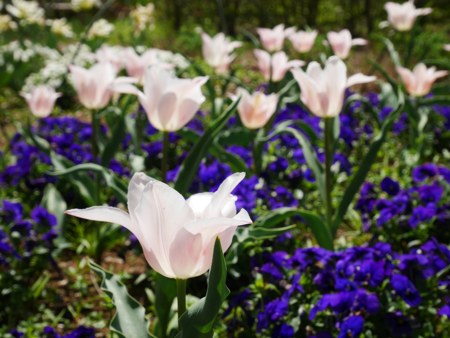 Une scène de jardin avec des tulipes blanches et des fleurs violettes en fleurs