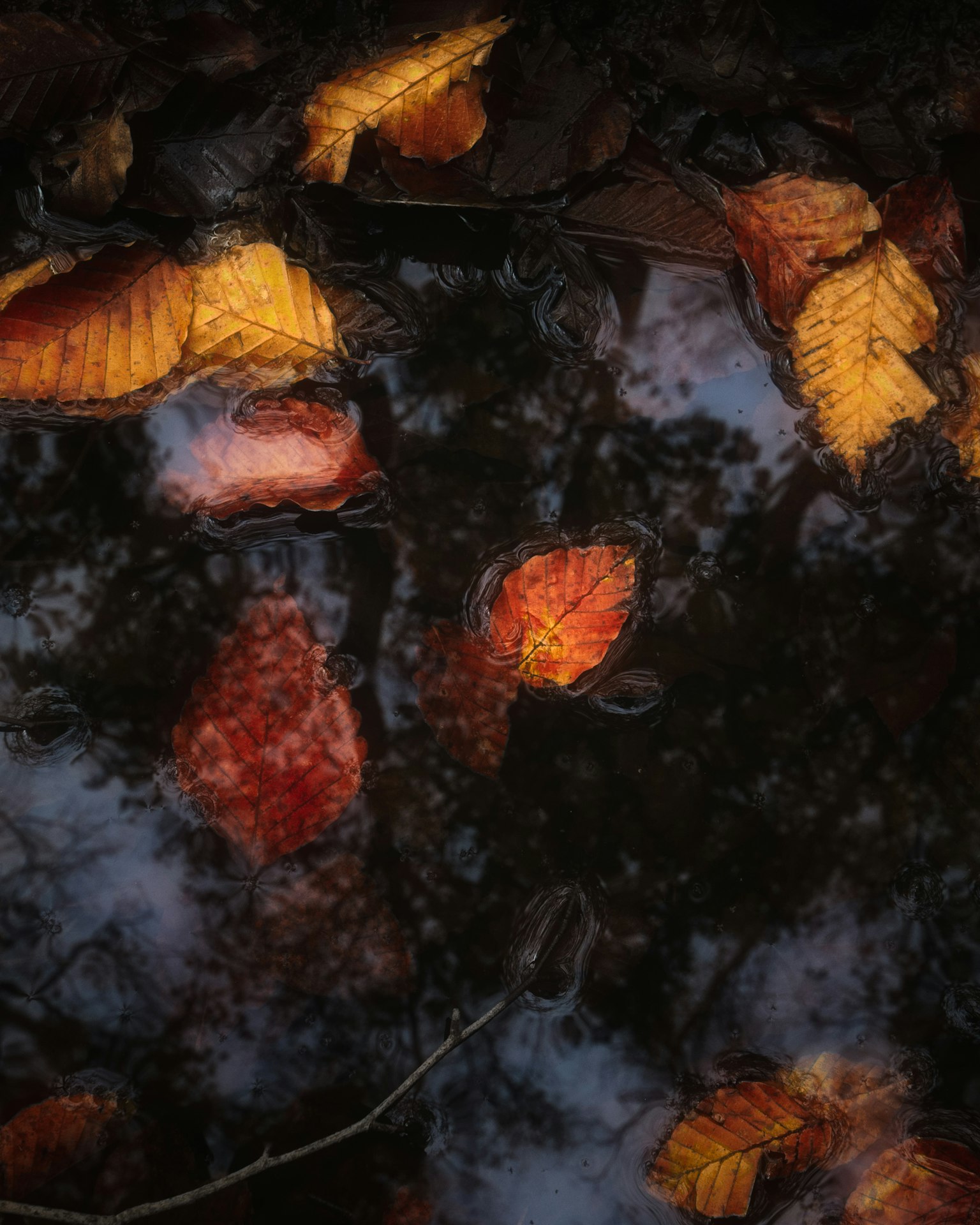 水面上漂浮的橙色和紅色秋葉