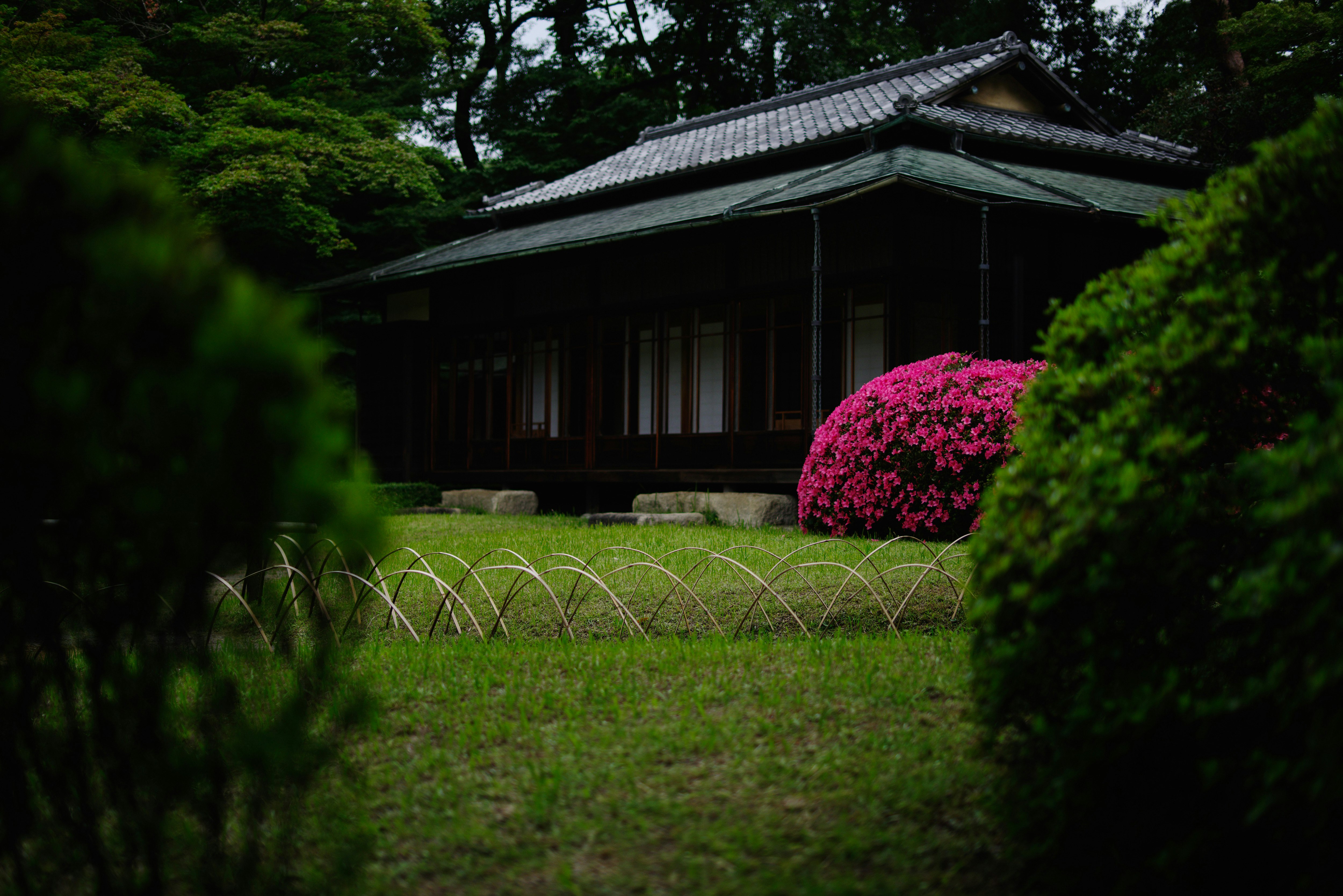 隔雲亭庭院中的绿色景致与鲜艳杜鹃花