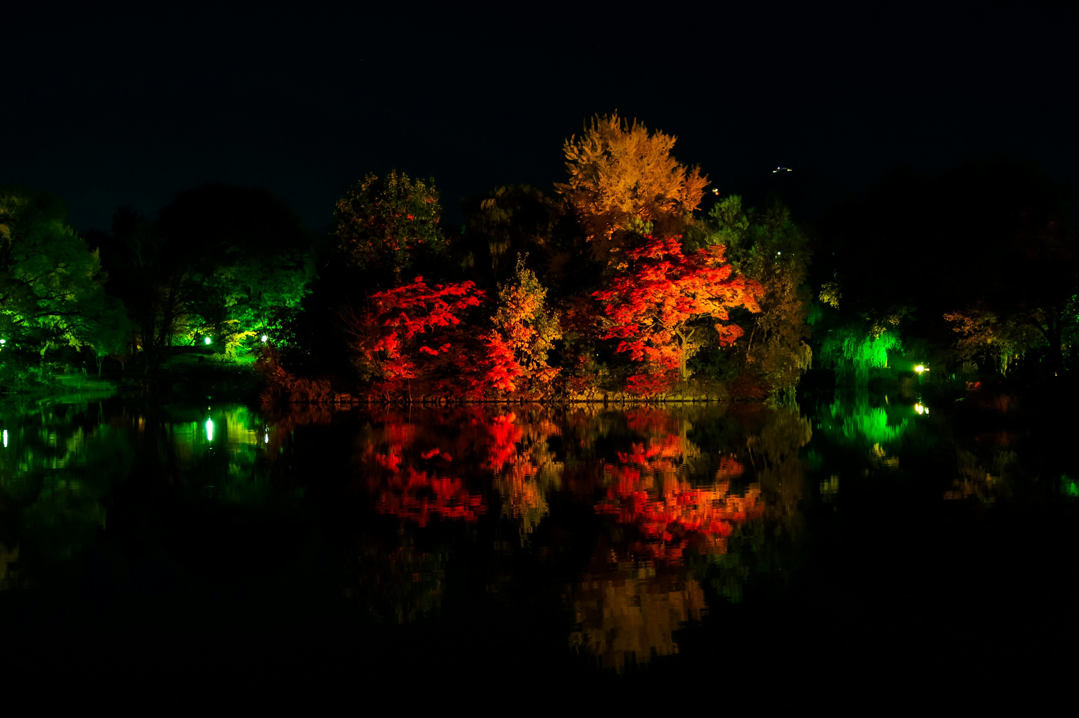 夜の水面に映る紅葉のライトアップ