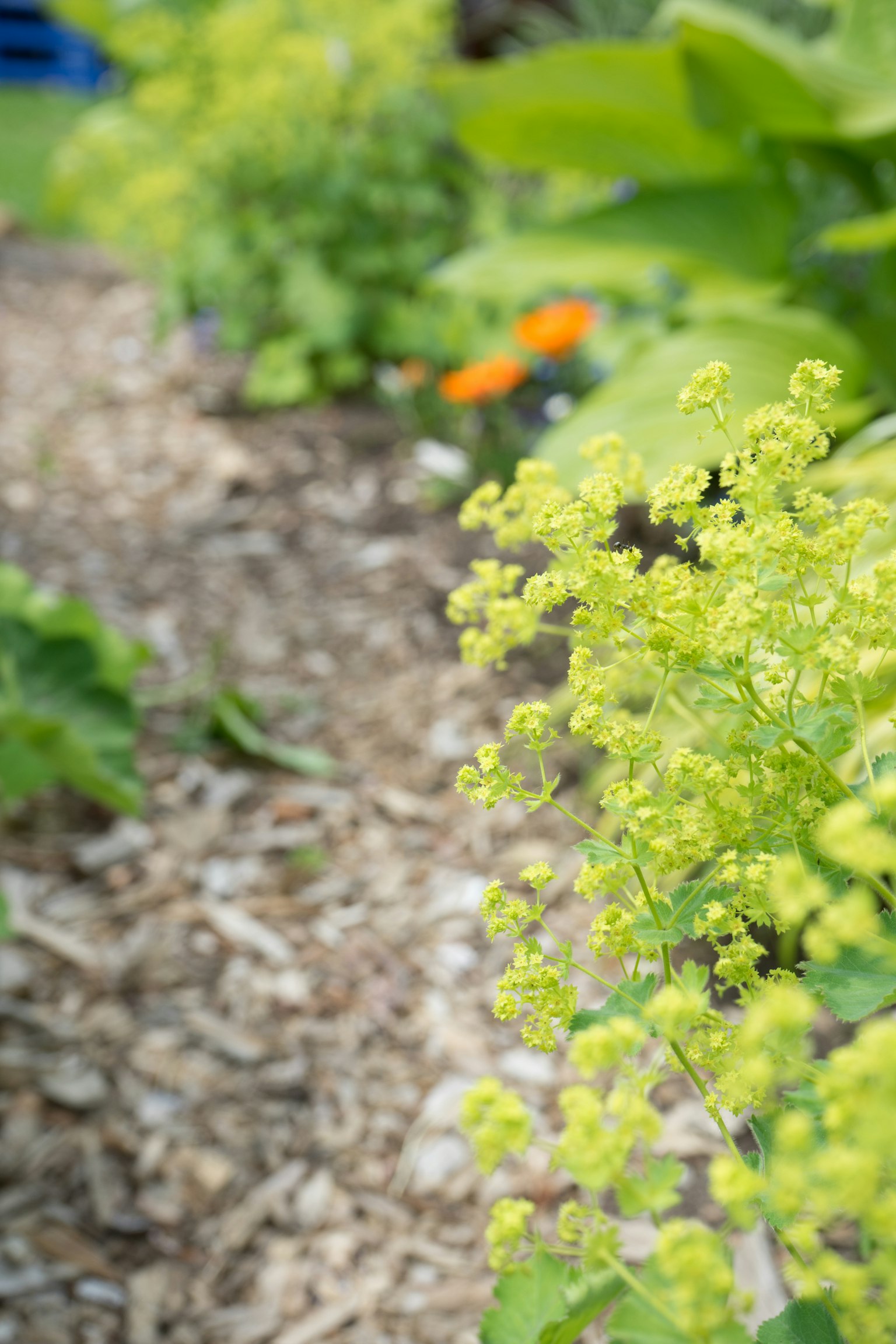 Pathway in a garden with blooming green flowers