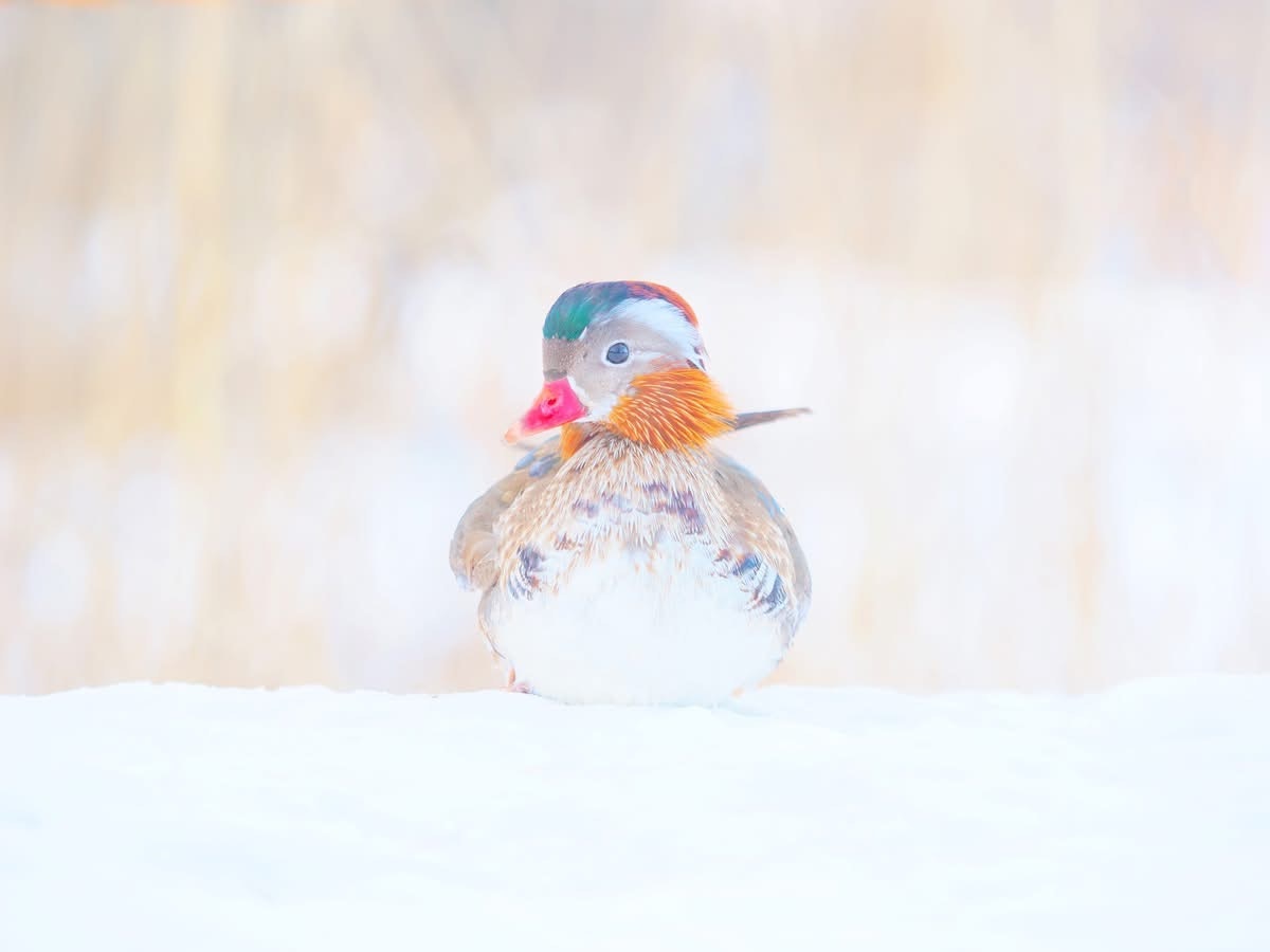雪の上に佇むオシドリ
