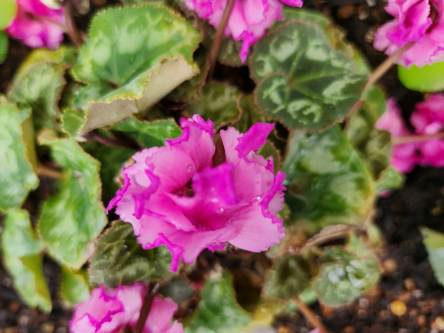 Fleur de cyclamen rose vif avec des feuilles vertes distinctives