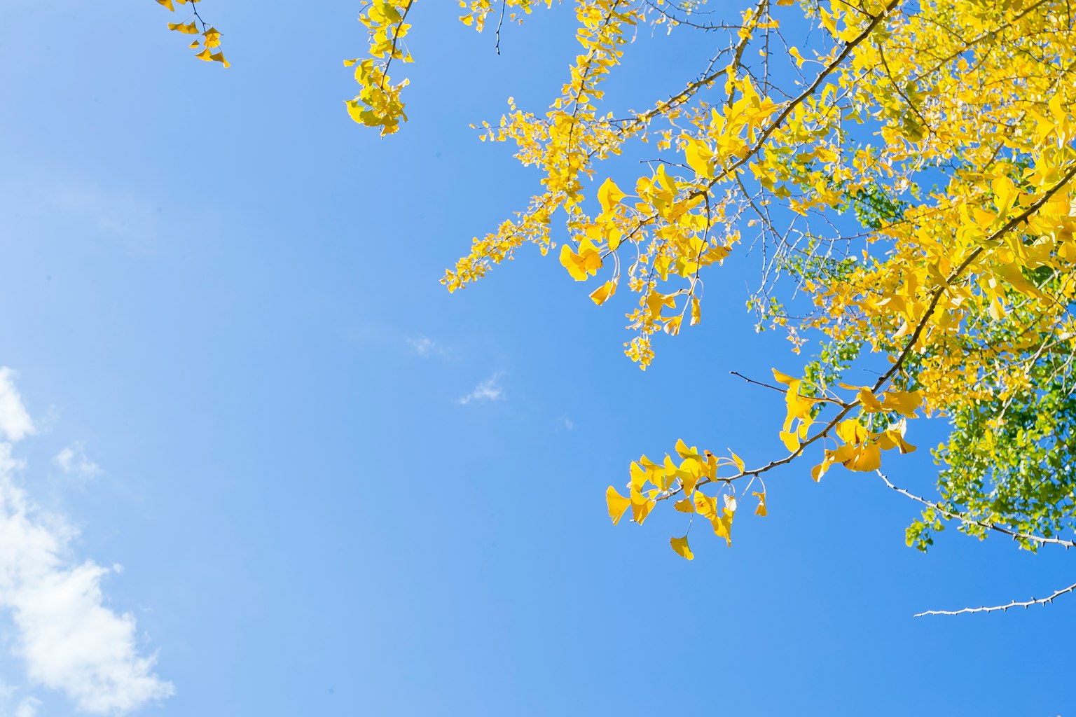Rami con foglie gialle contro un cielo blu