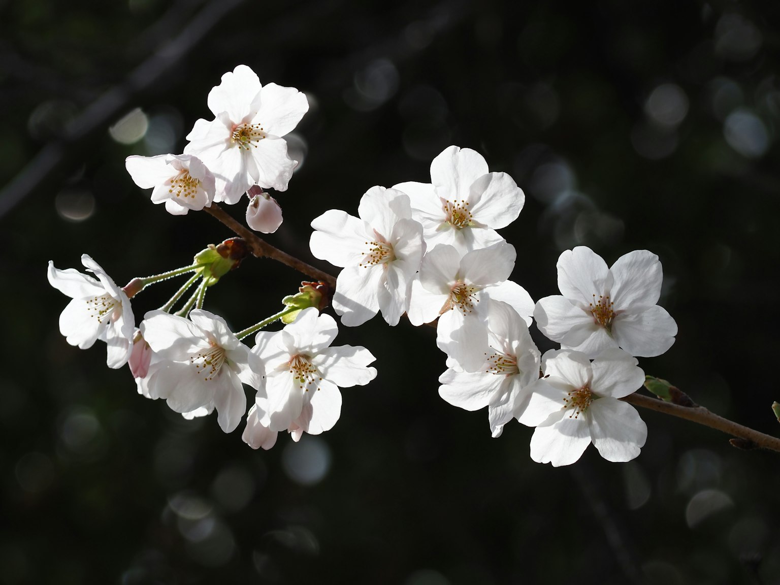 Gros plan de fleurs de cerisier blanches sur une branche