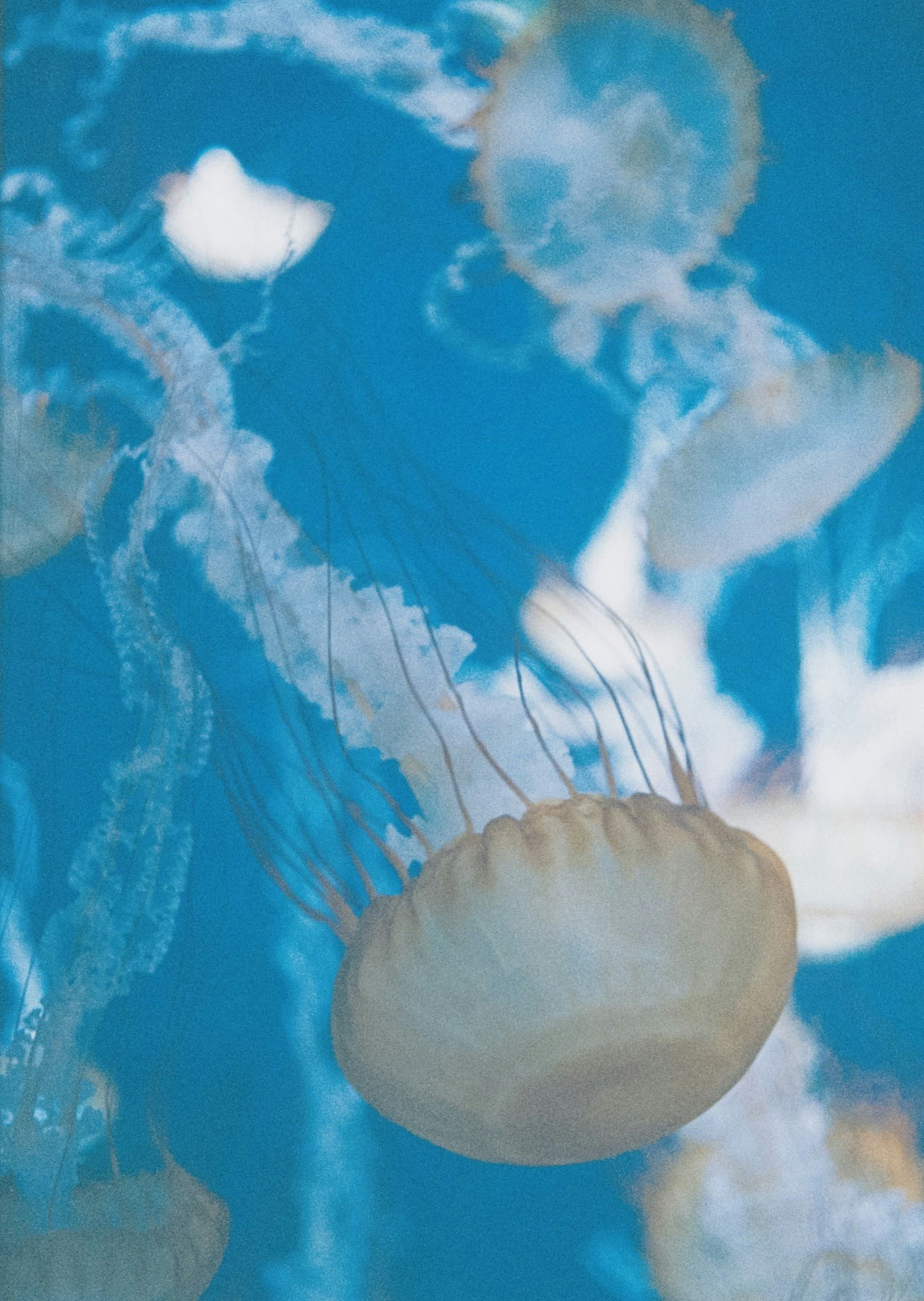蓝天背景下漂浮的水母般生物