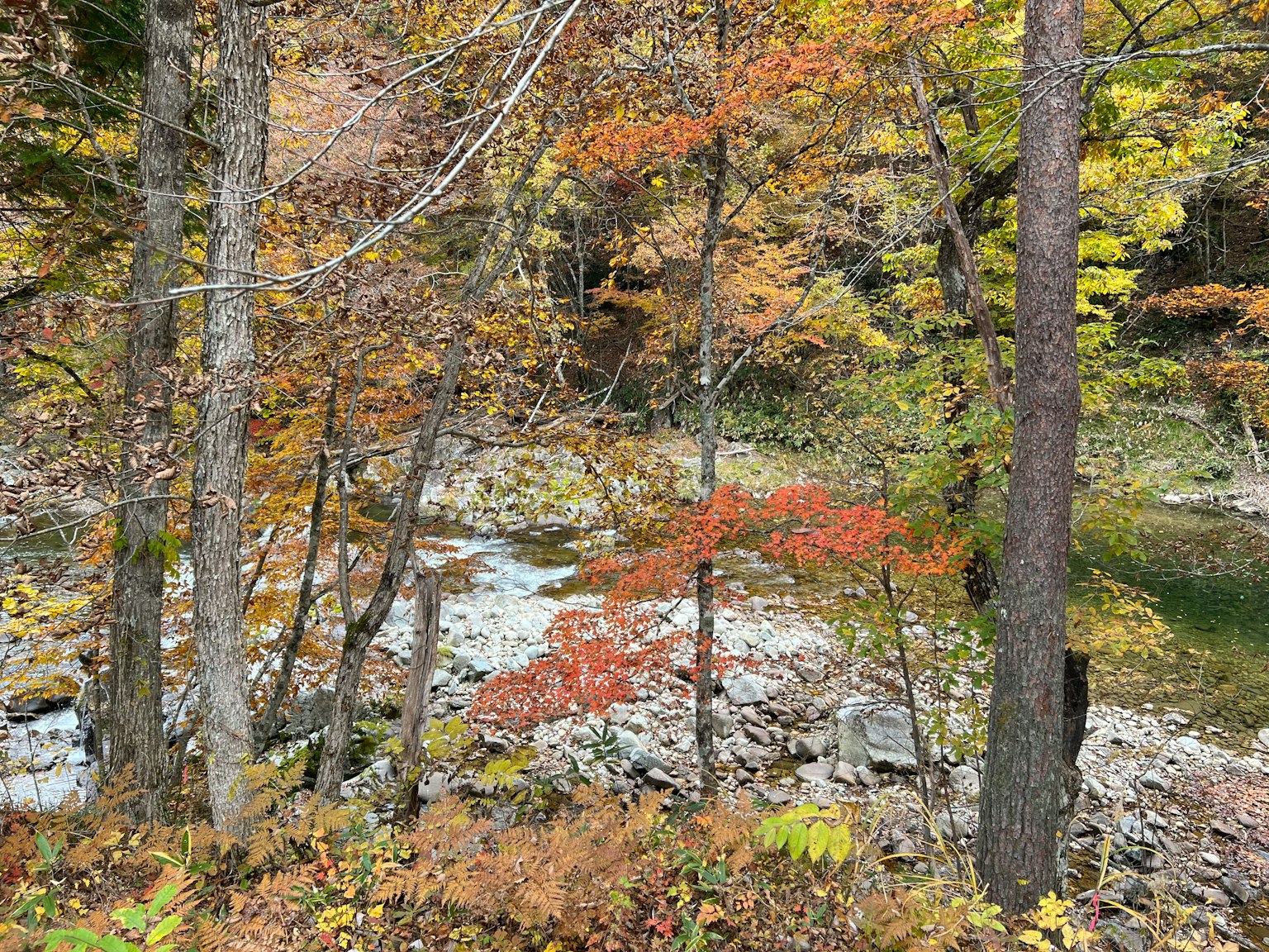 Vista panoramica di un fiume in autunno fogliame colorato con foglie rosse e gialle vivaci