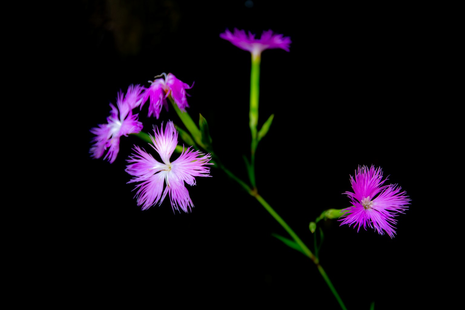 Vivid pink flowers blooming against a dark background
