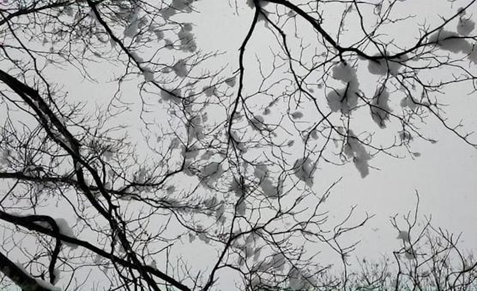 Rami d'albero sottili con foglie bianche contro un cielo nuvoloso