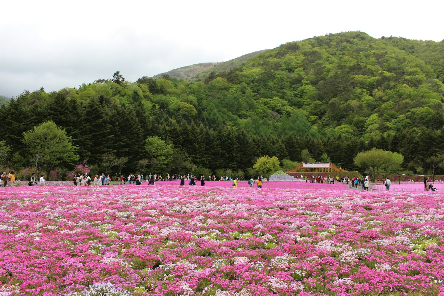 Vast flower field in full bloom with pink flowers and green hills