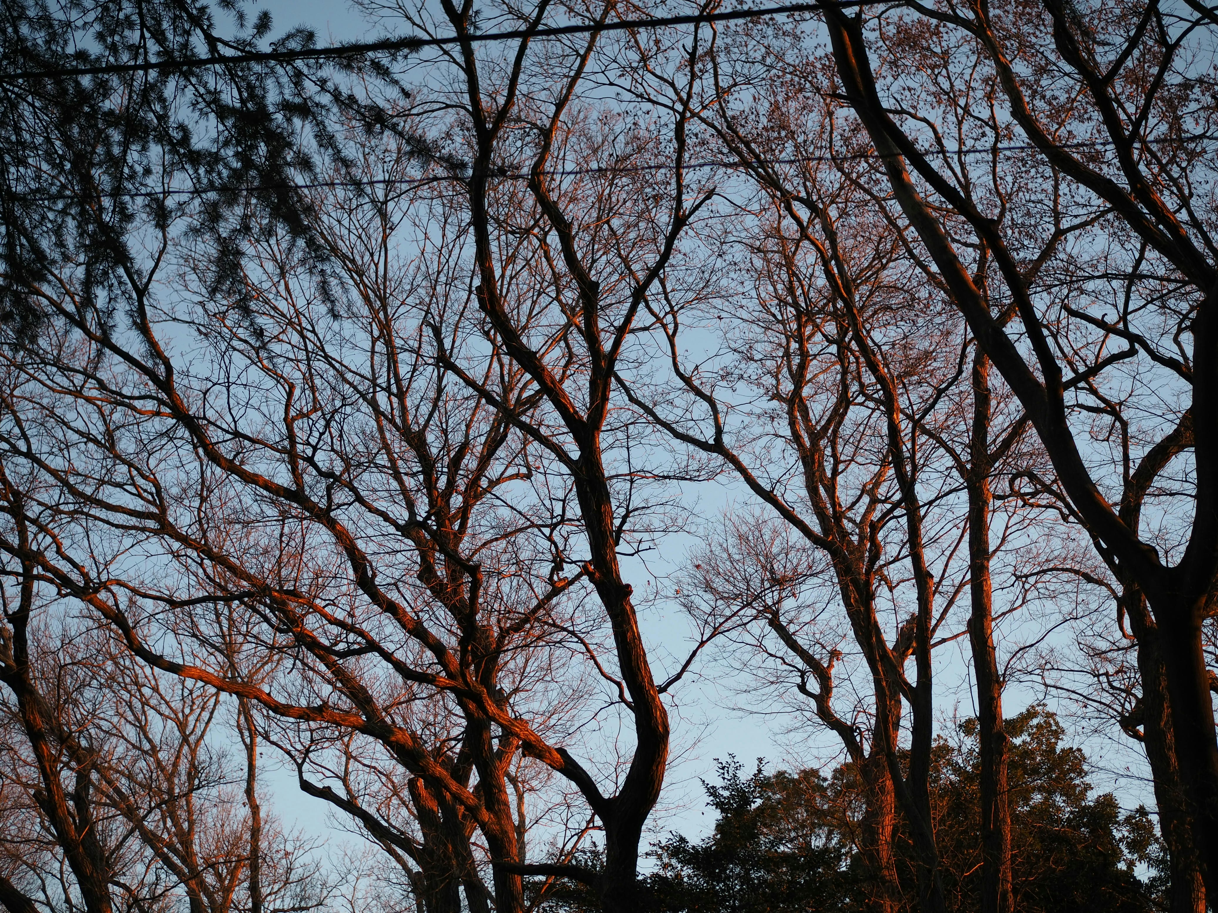 公園林蔭道上枯枝的落葉樹與陰天天空