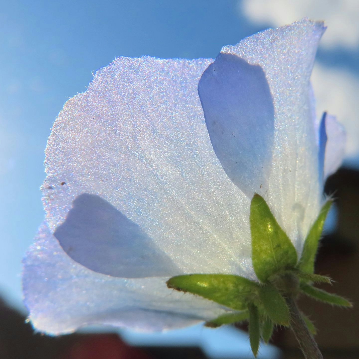 青空を背景にした白い花びらと緑のつぼみ