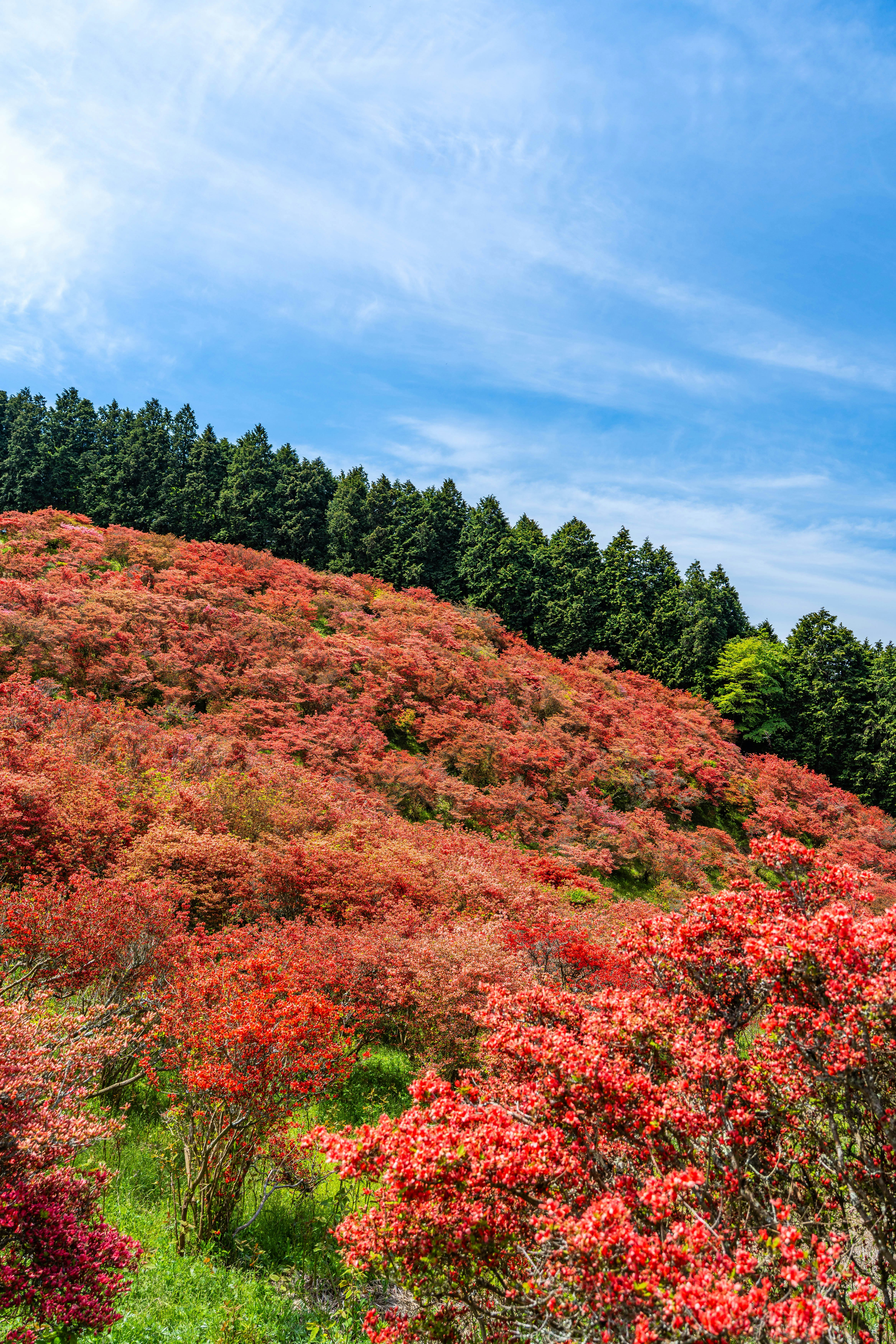 赤い花が咲く山の斜面と緑の森の風景