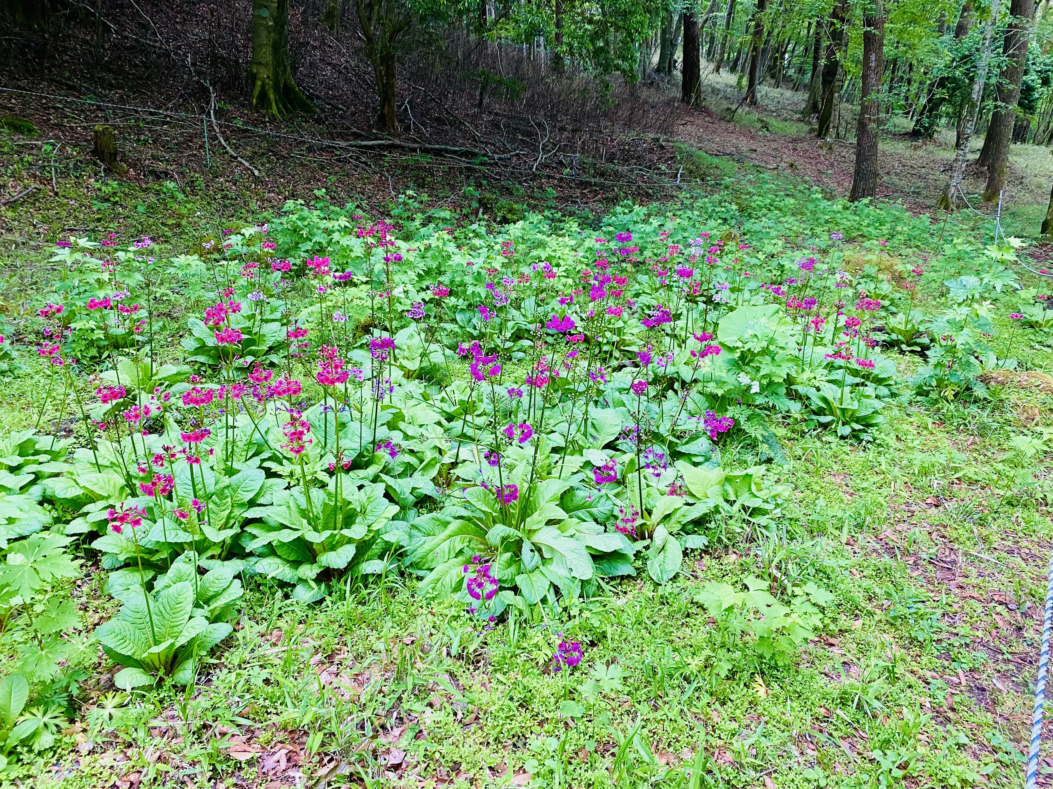 森の小道沿いに咲くピンクの花畑