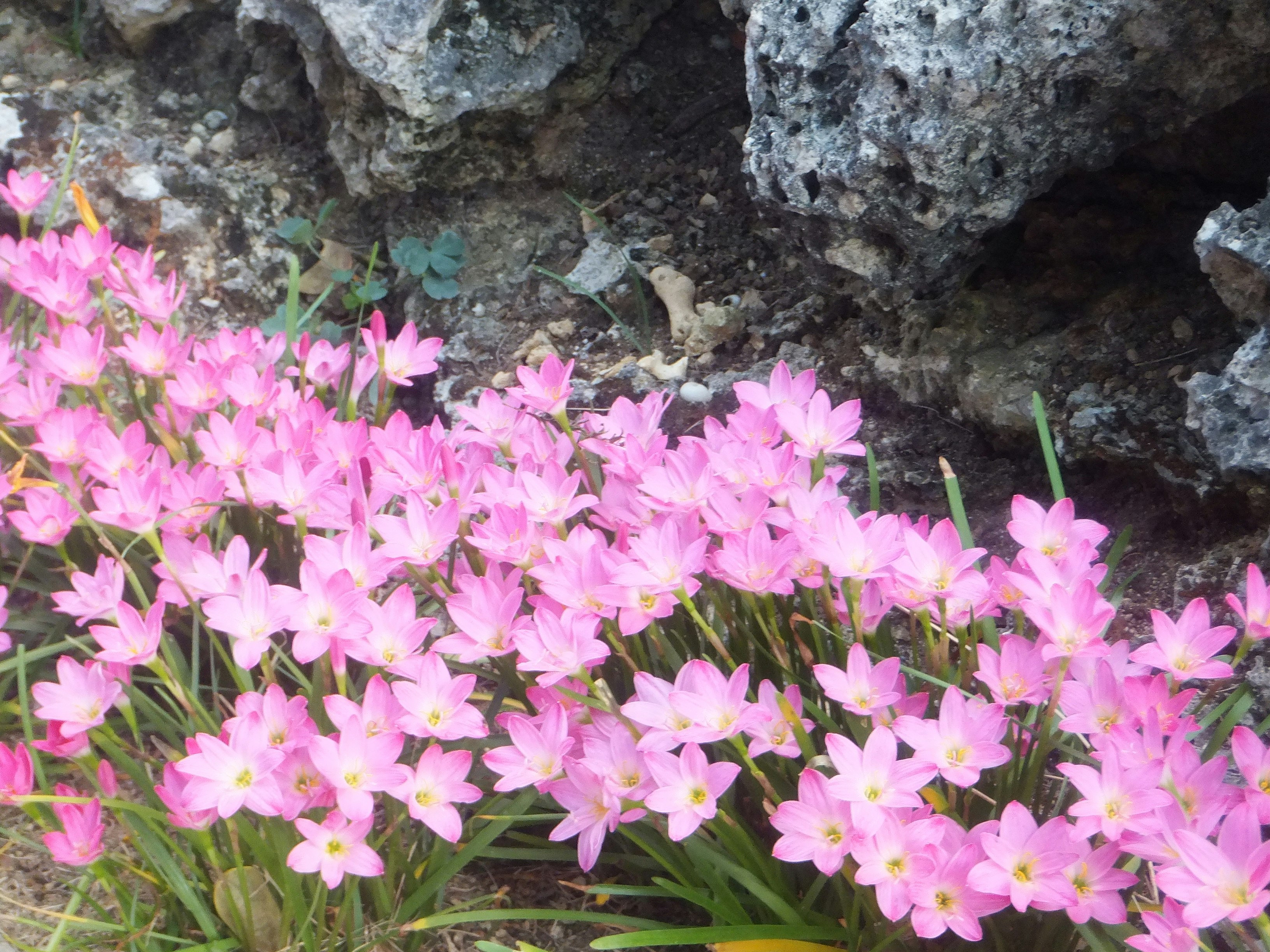 fleurs roses épanouies parmi les rochers