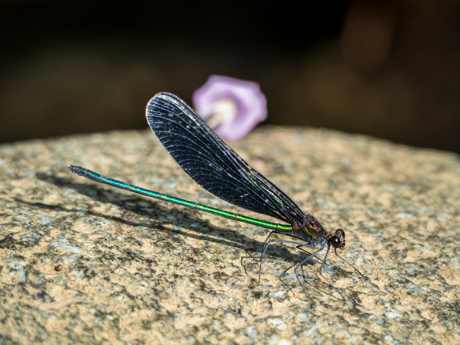 Una libellula con ali nere posata su una pietra con un fiore viola nelle vicinanze