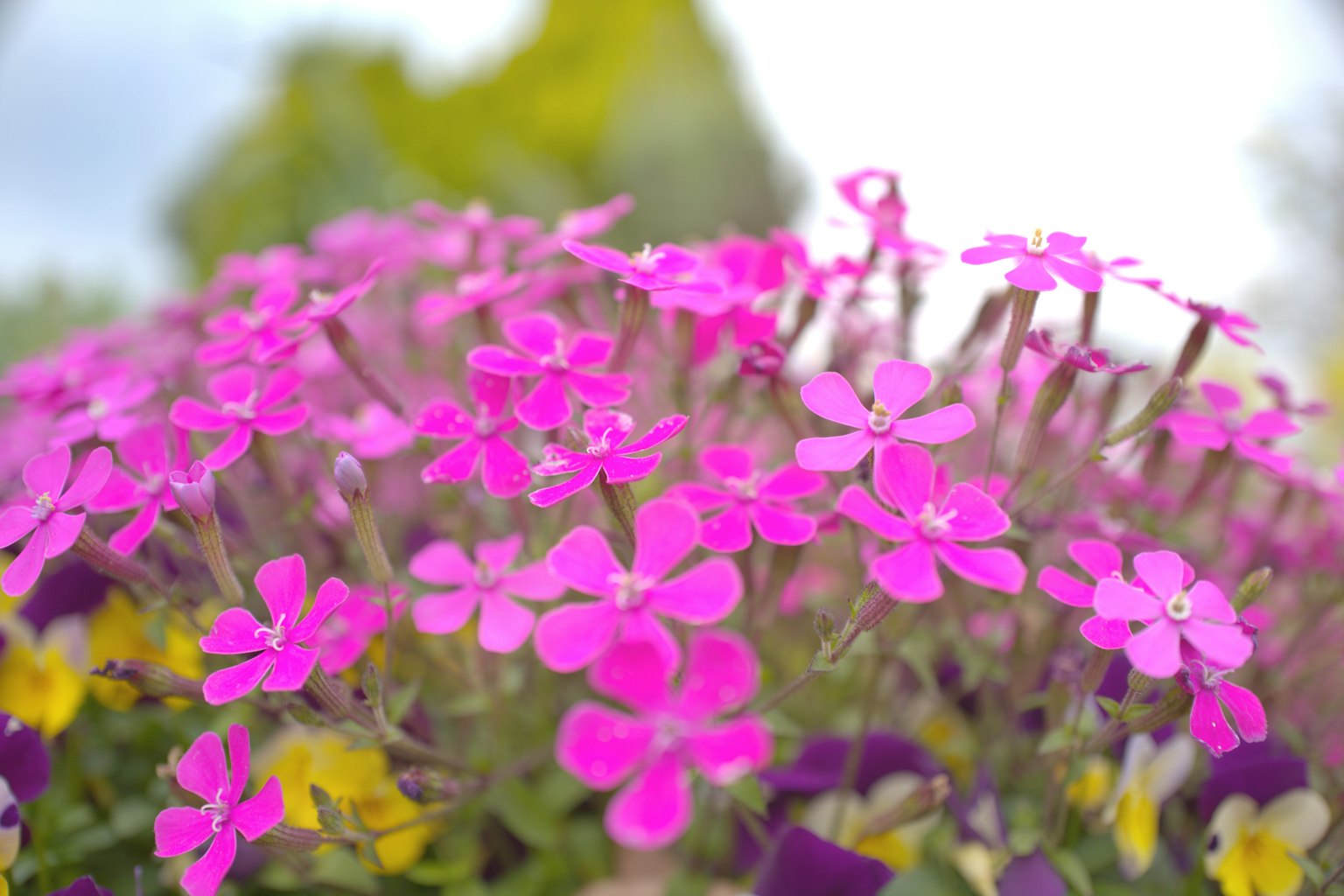 Lebendige rosa Blumen blühen in einem Garten