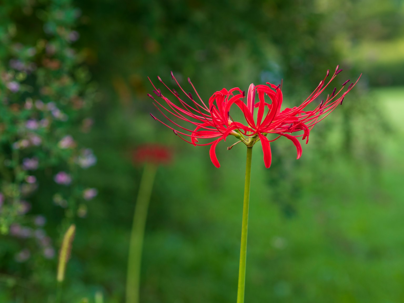 Red spider lily with a green background