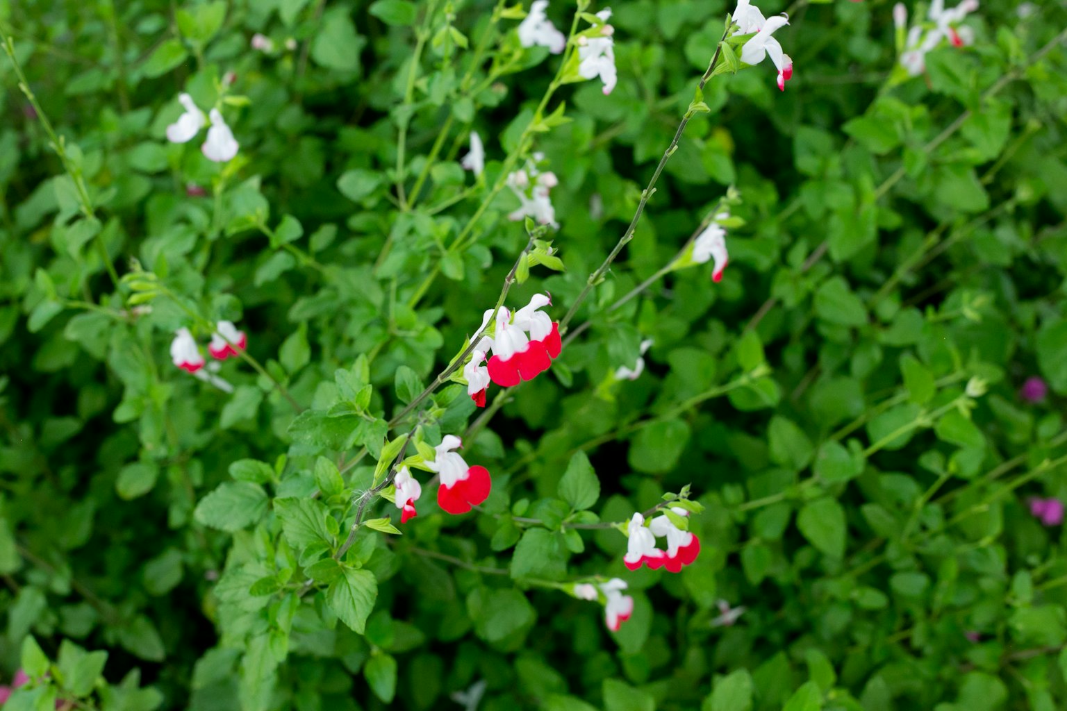 Acercamiento de una planta con flores rojas y blancas entre hojas verdes