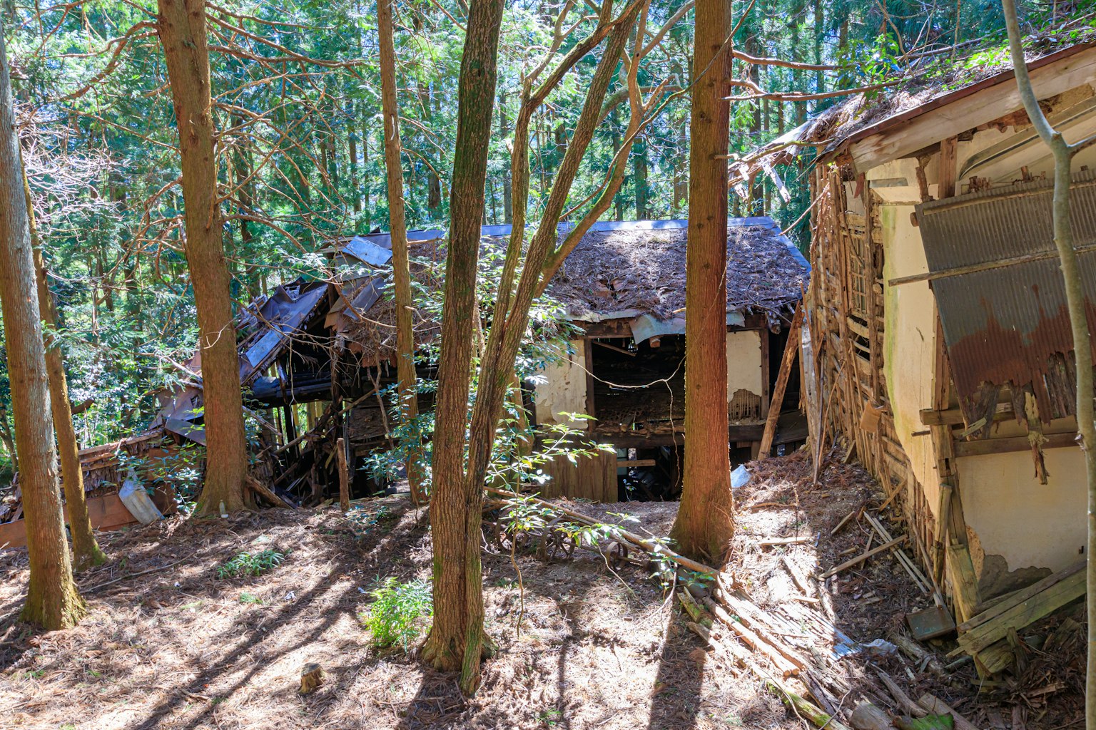 ภาพของกระ cabin ที่ทรุดโทรมในป่าโดยรอบด้วยต้นไม้