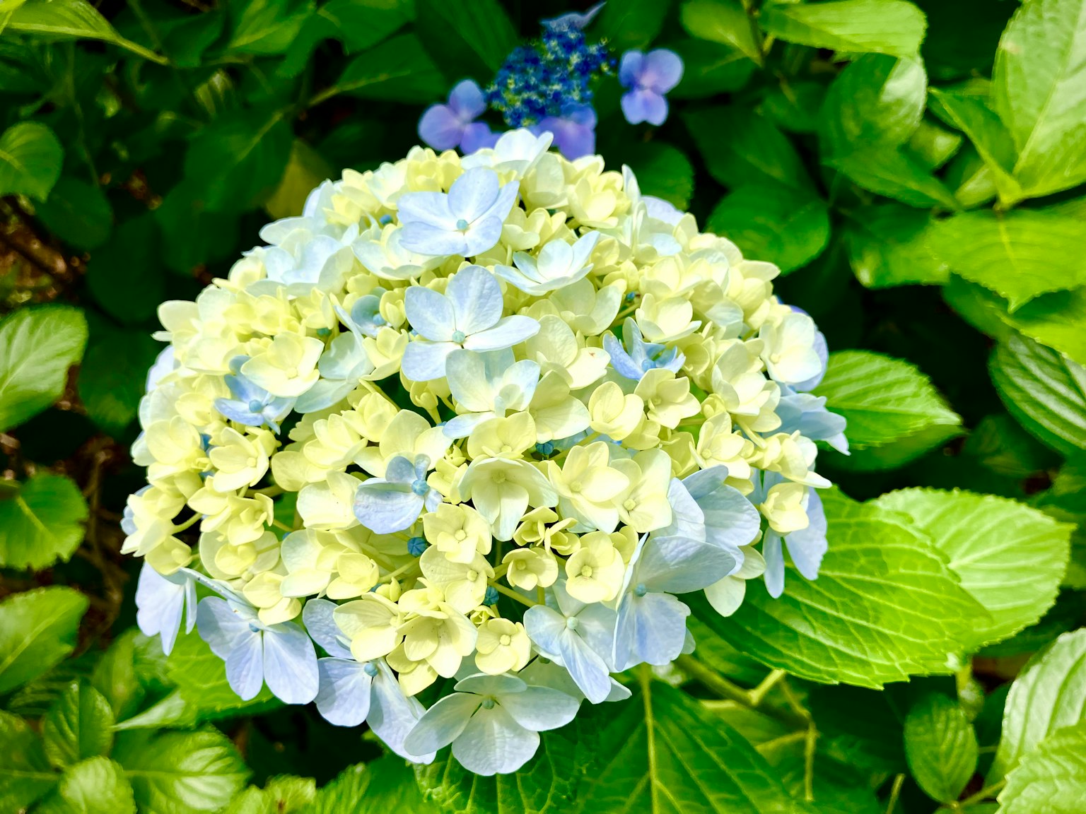 Un grupo de flores de hortensia azules y amarillas rodeadas de hojas verdes