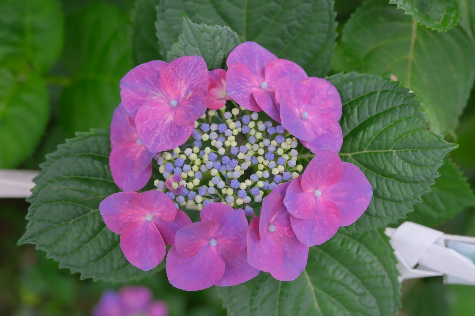 ดอกไฮเดรนเยียที่มีกลีบสีชมพูล้อมรอบศูนย์กลางสีขาว