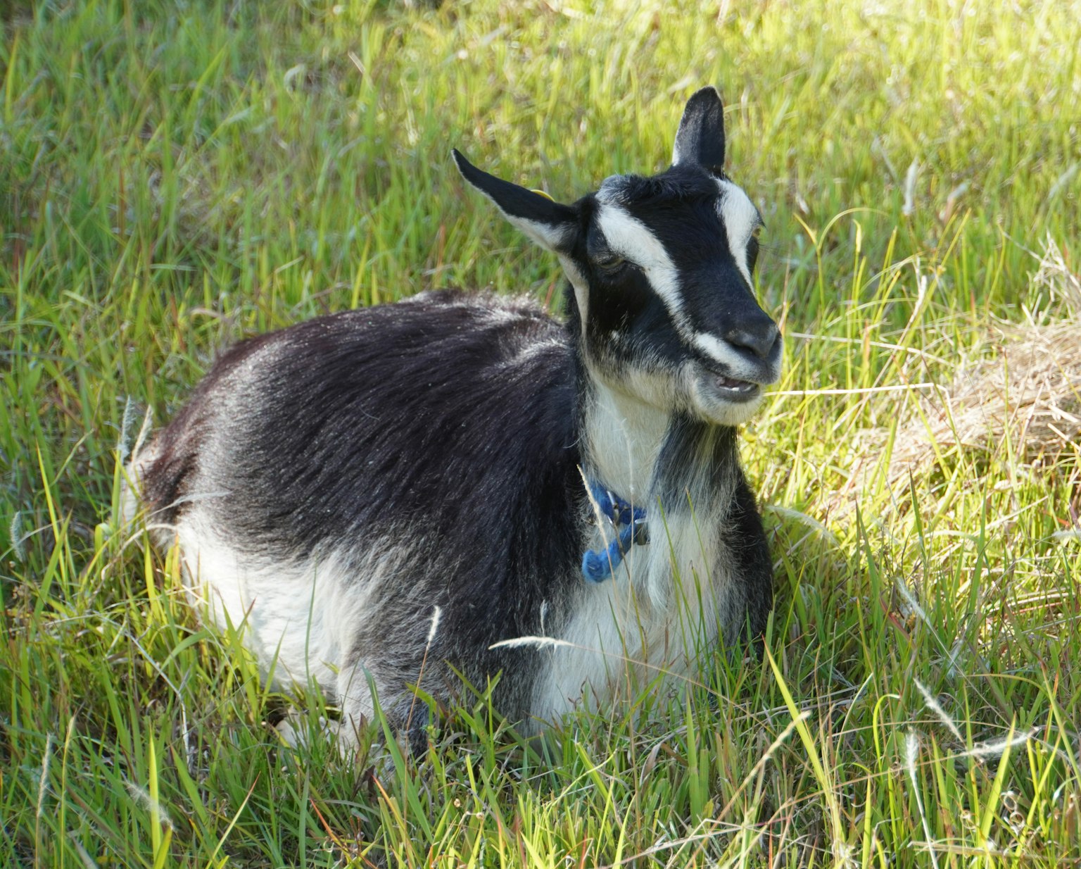Seekor kambing hitam dan putih beristirahat di atas rumput