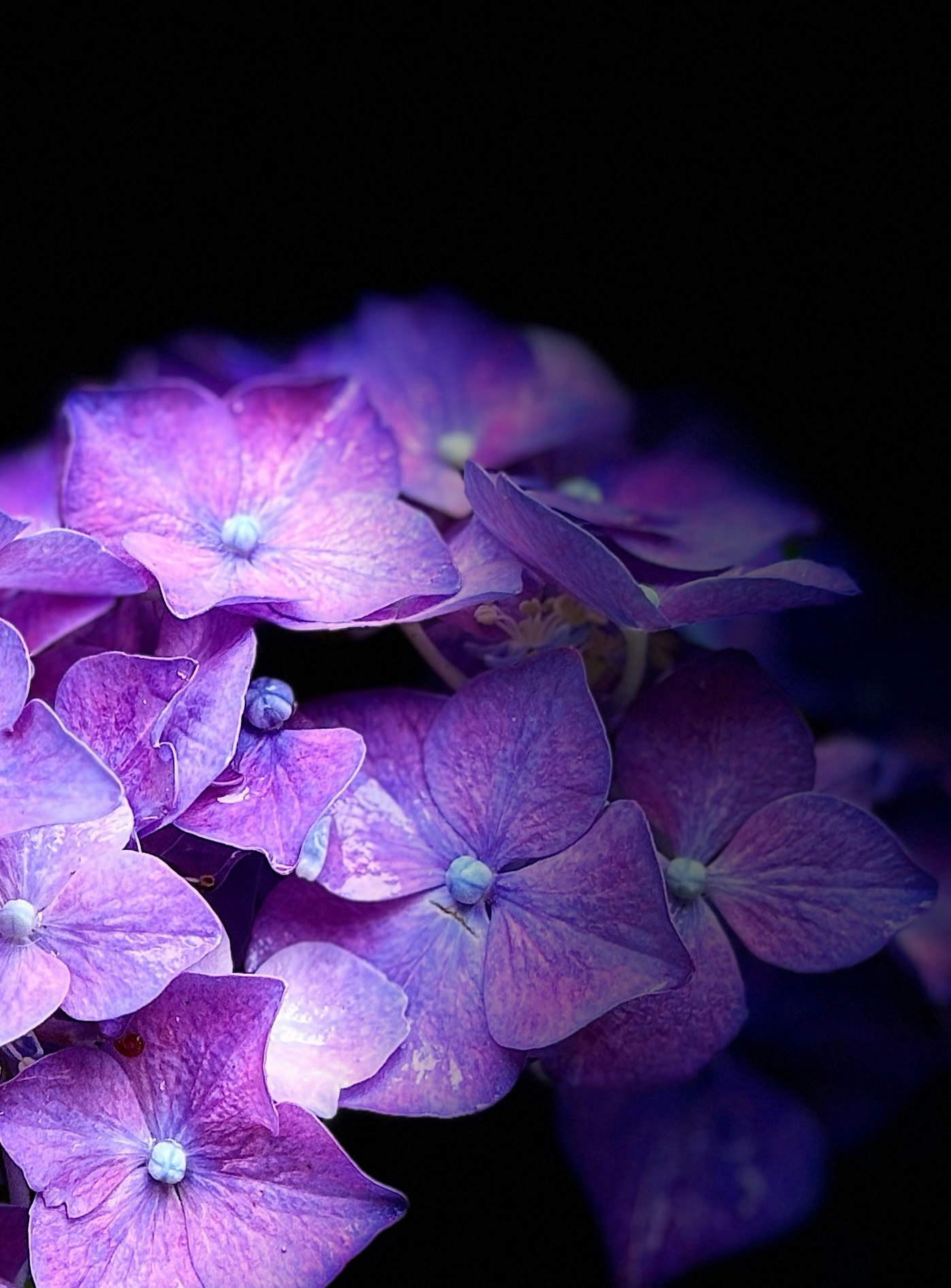 Close-up kelopak bunga hydrangea yang saling bertumpuk