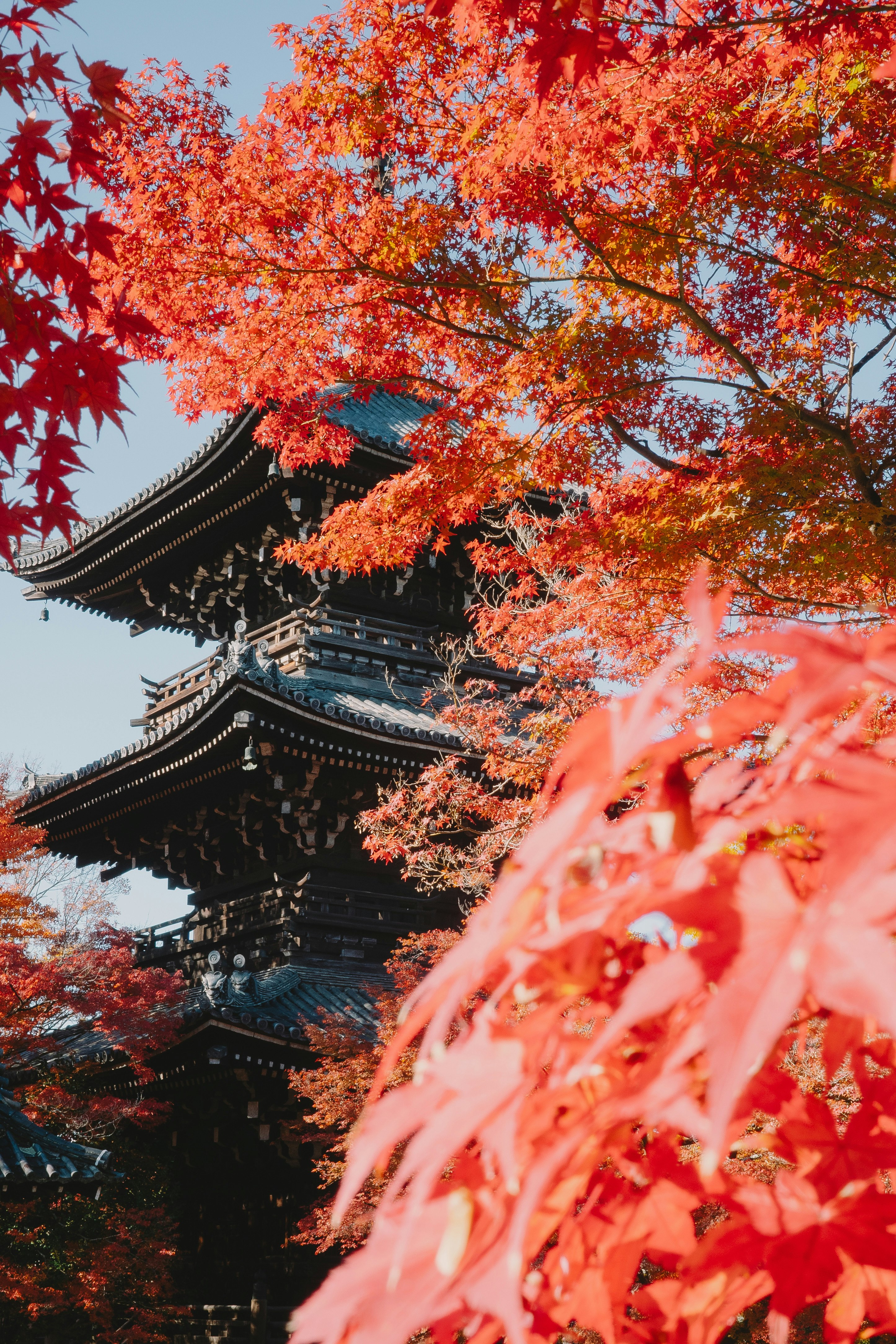 紅葉の枝越しにそびえる寺院の屋根と塔のある景色