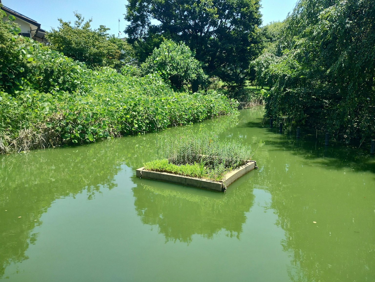 Une petite île avec de la verdure flottant sur un étang vert entouré de végétation luxuriante