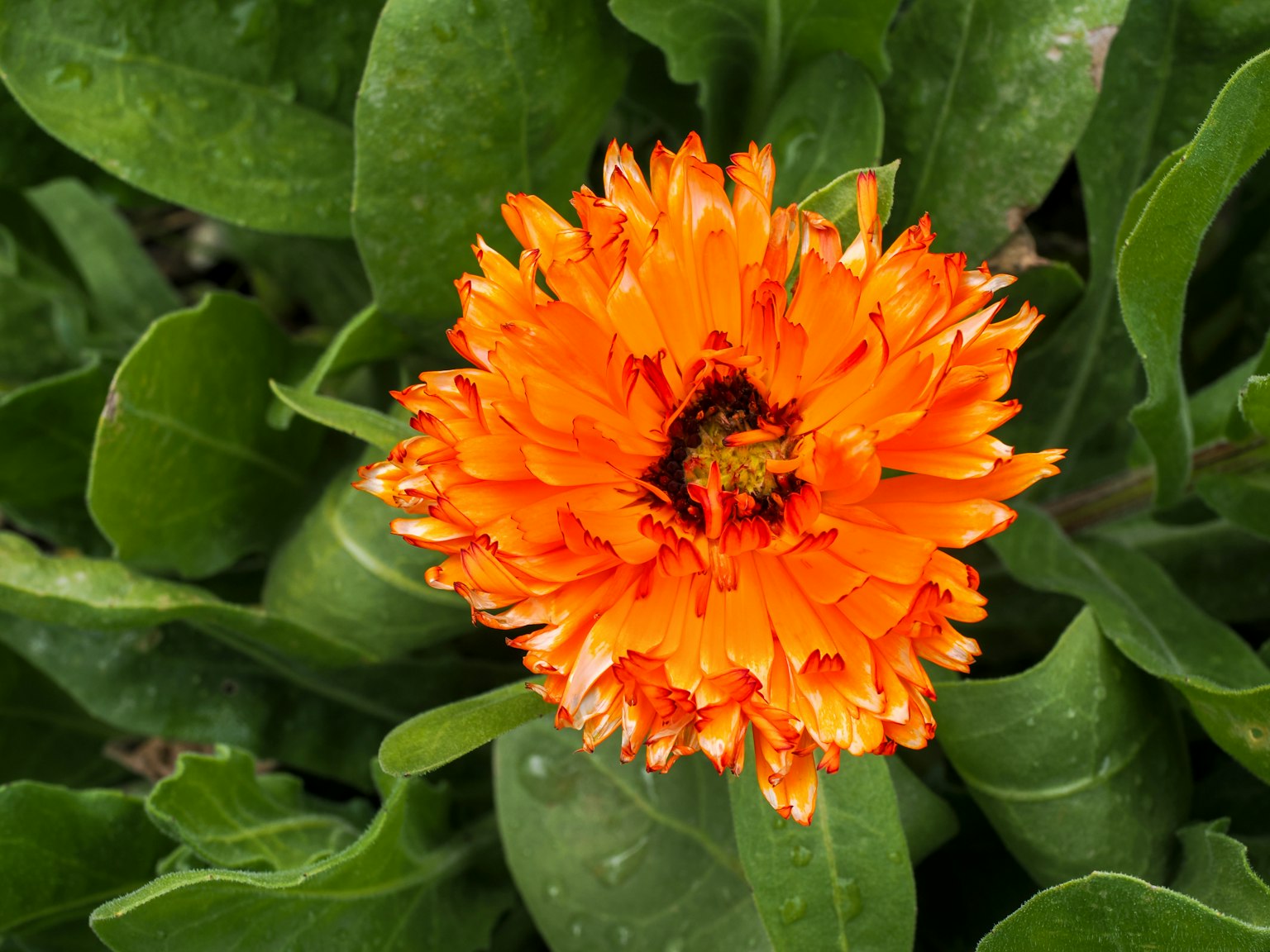Fleur orange vive entourée de feuilles vertes