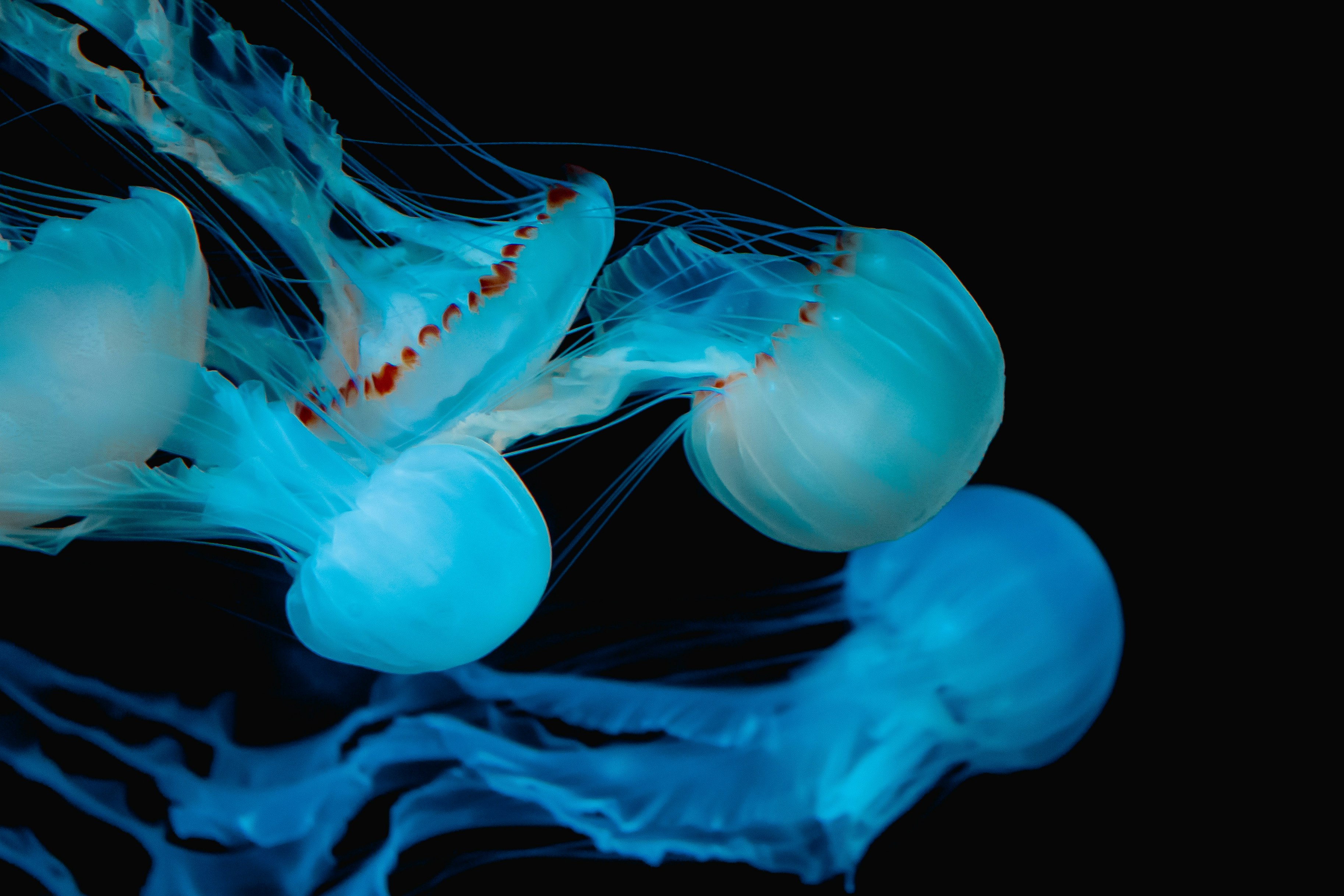 青いクラゲの群れが漂う水中の幻想的な光景