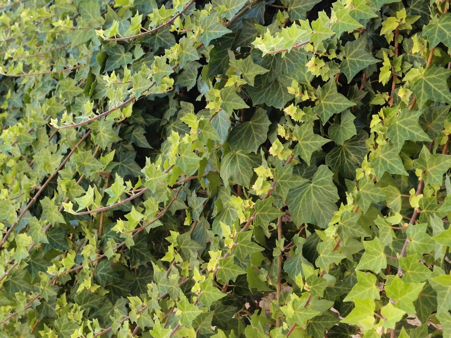 Gros plan de feuilles de lierre vert dense