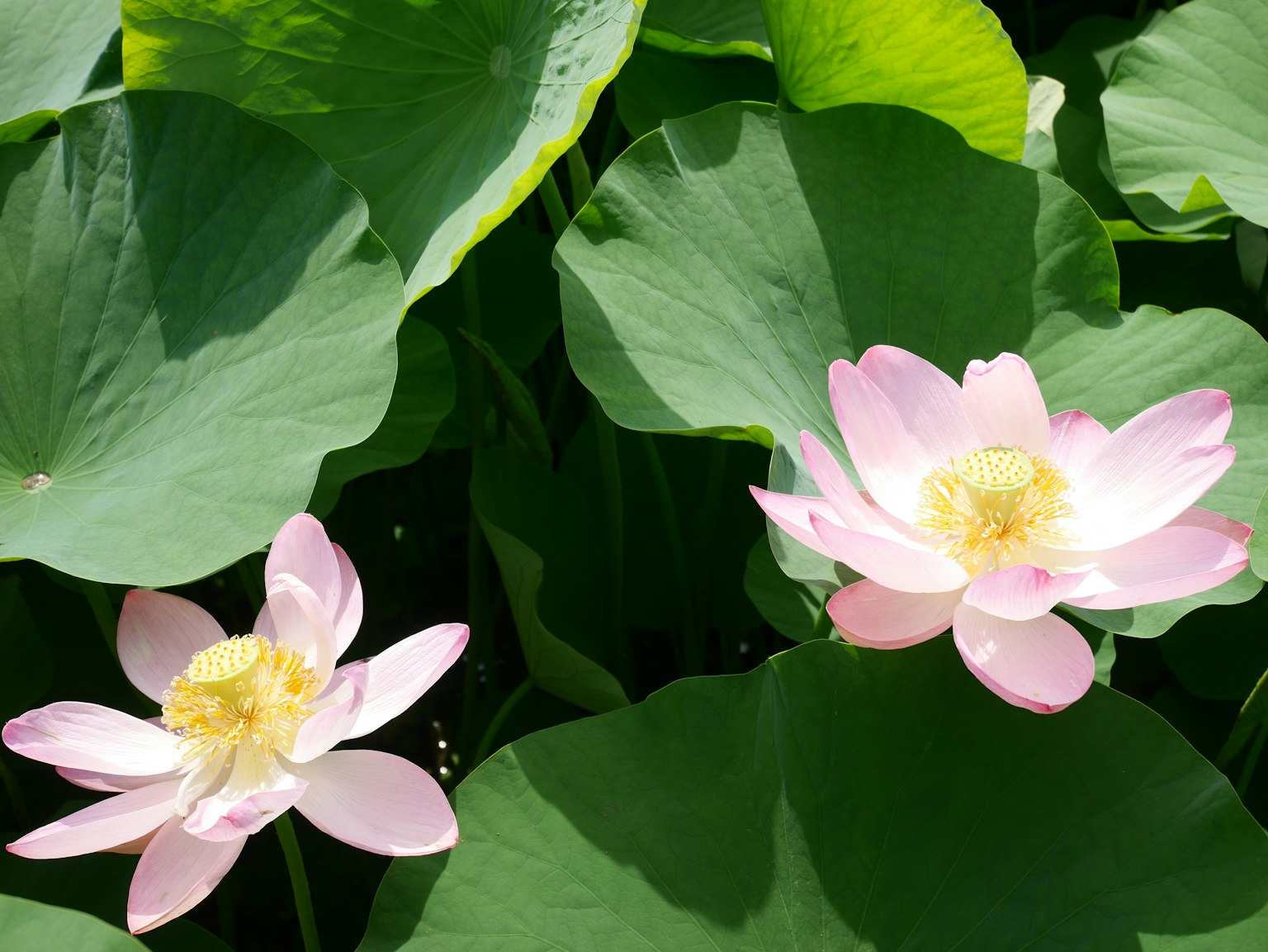 Hermosa escena acuática con flores de loto rosas y grandes hojas verdes