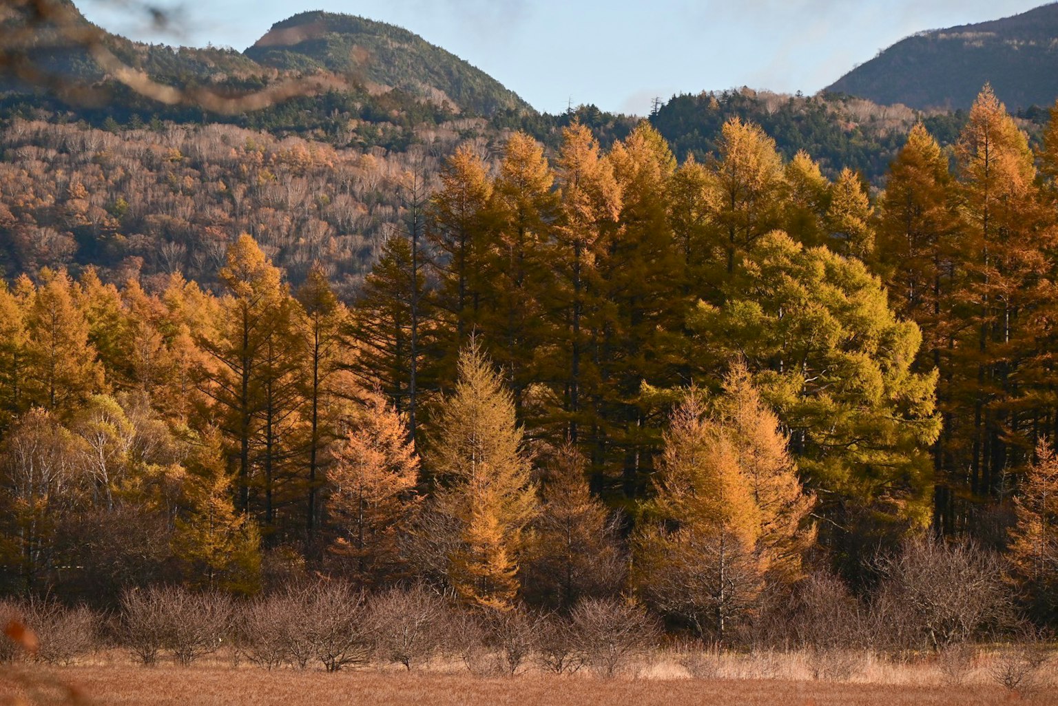 Cảnh mùa thu đẹp với cây màu cam và núi ở phía sau