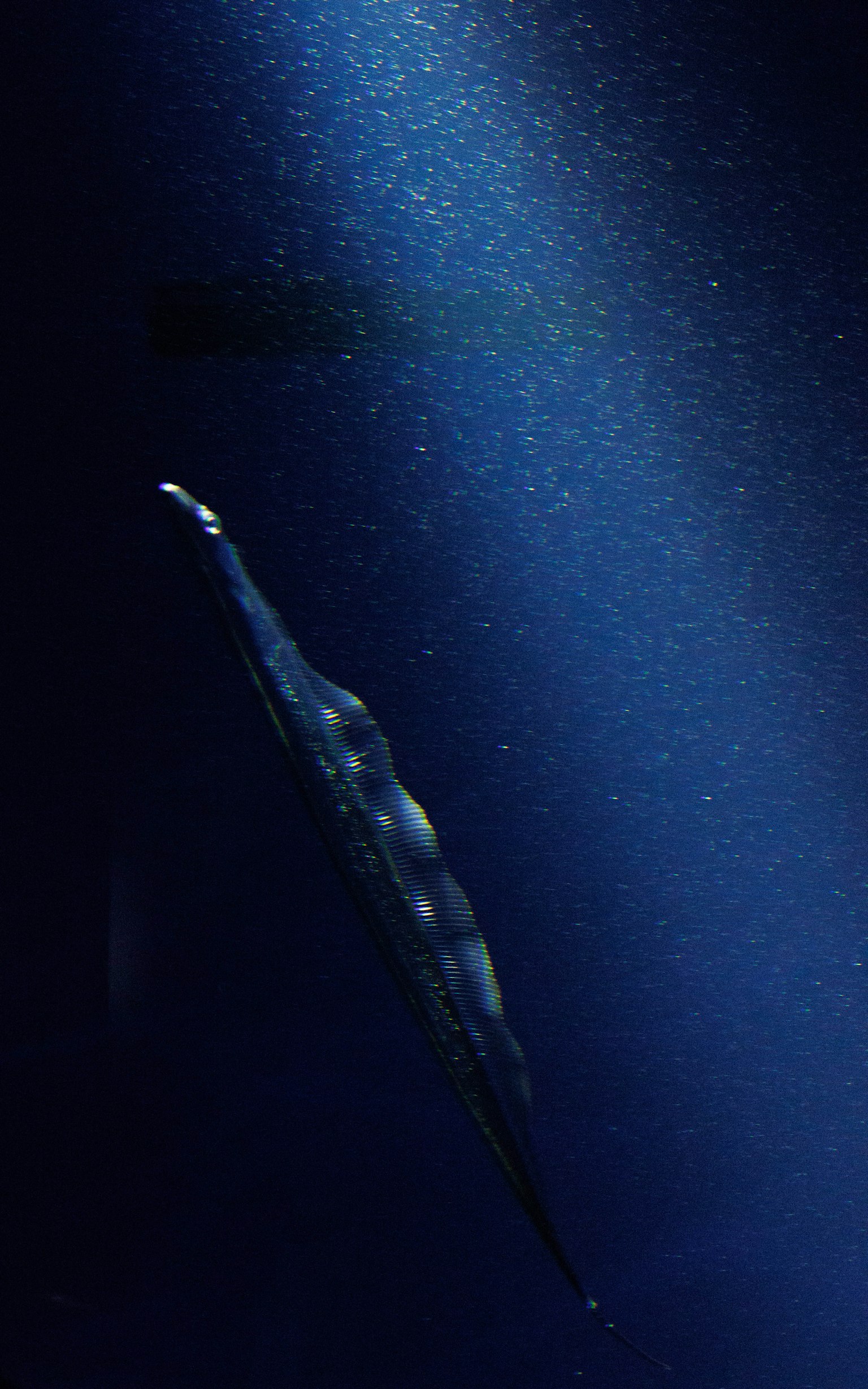 ภาพของสิ่งมีชีวิตที่คล้ายแมงกะพรุนลอยอยู่ในน้ำสีฟ้า